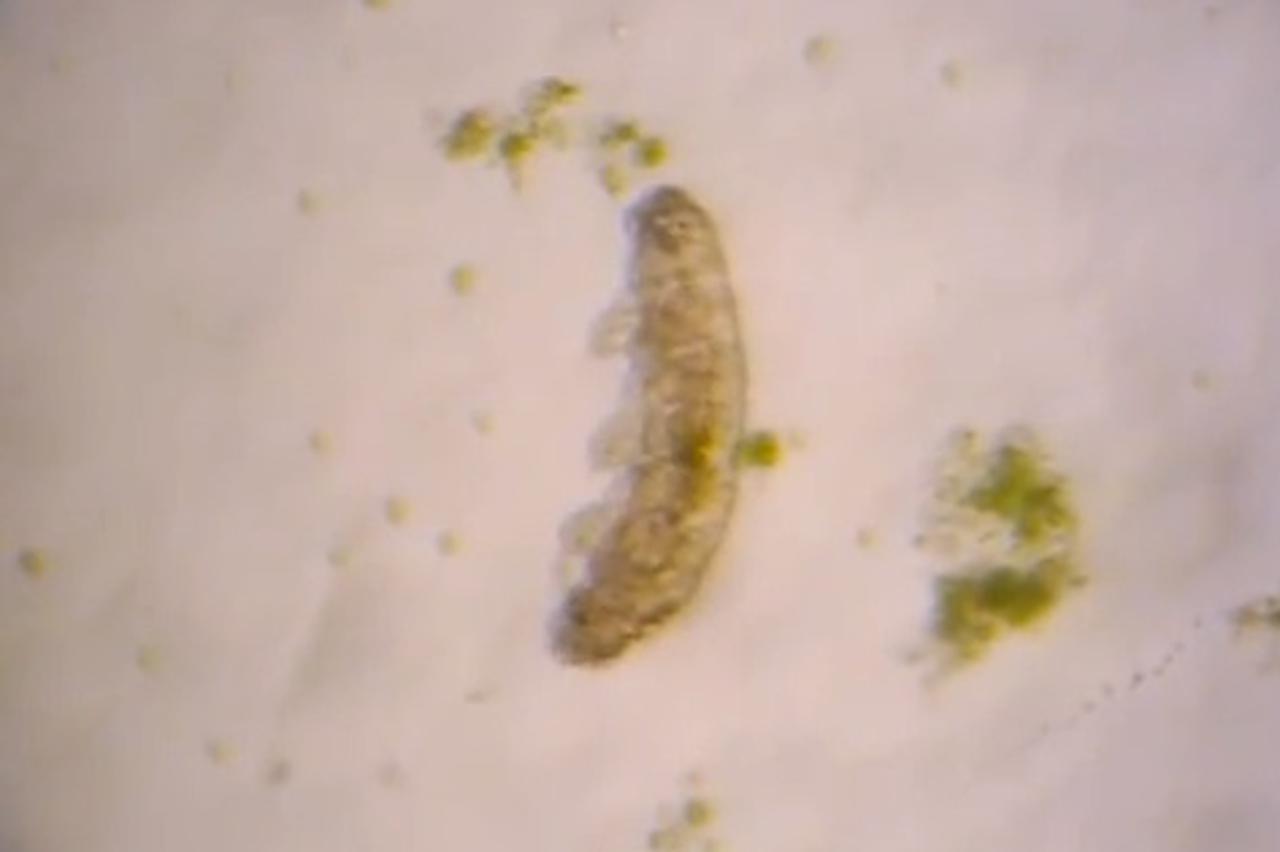 Tardigrada