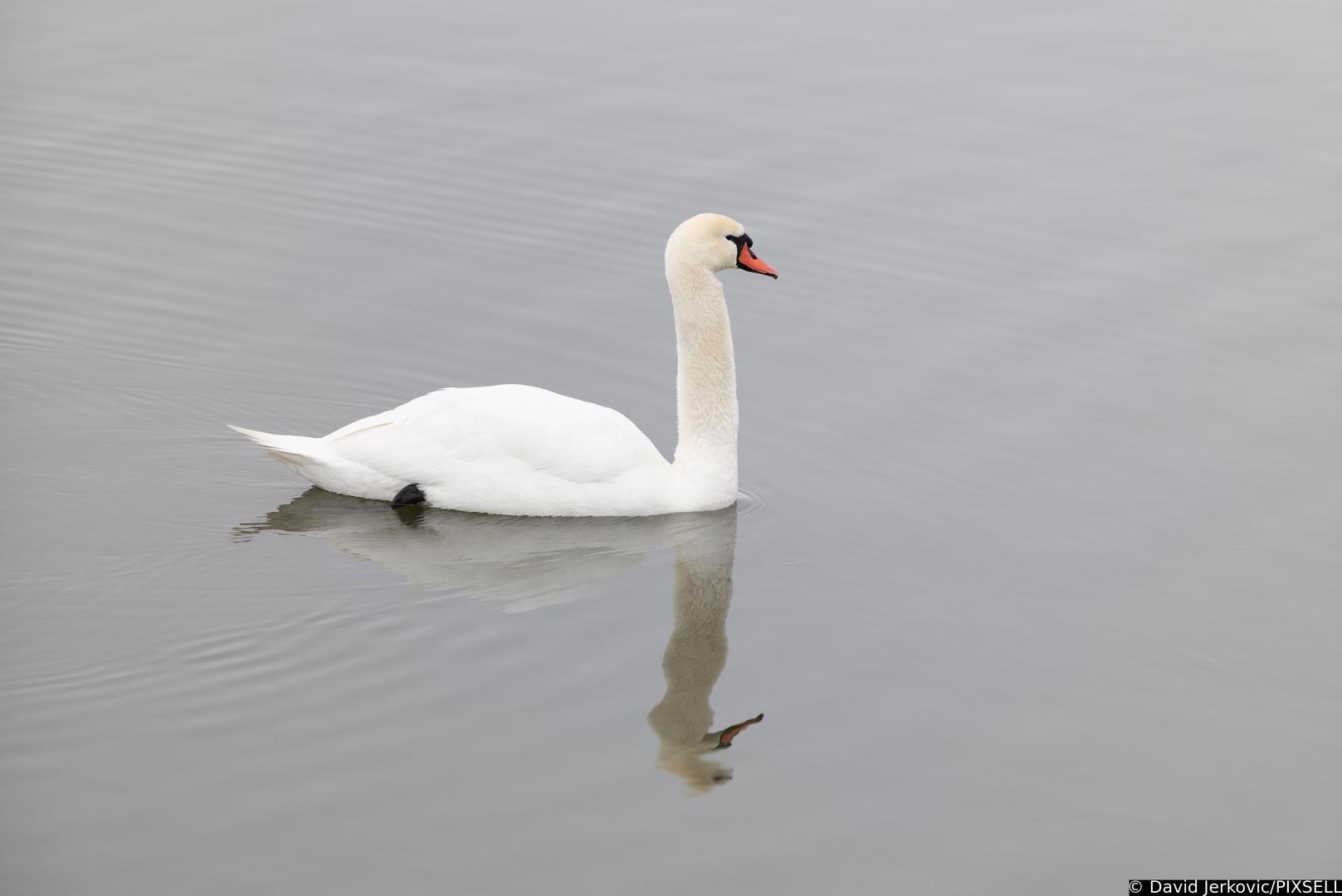 Posebno sudeći po labudovima koji plivaju po vodi.