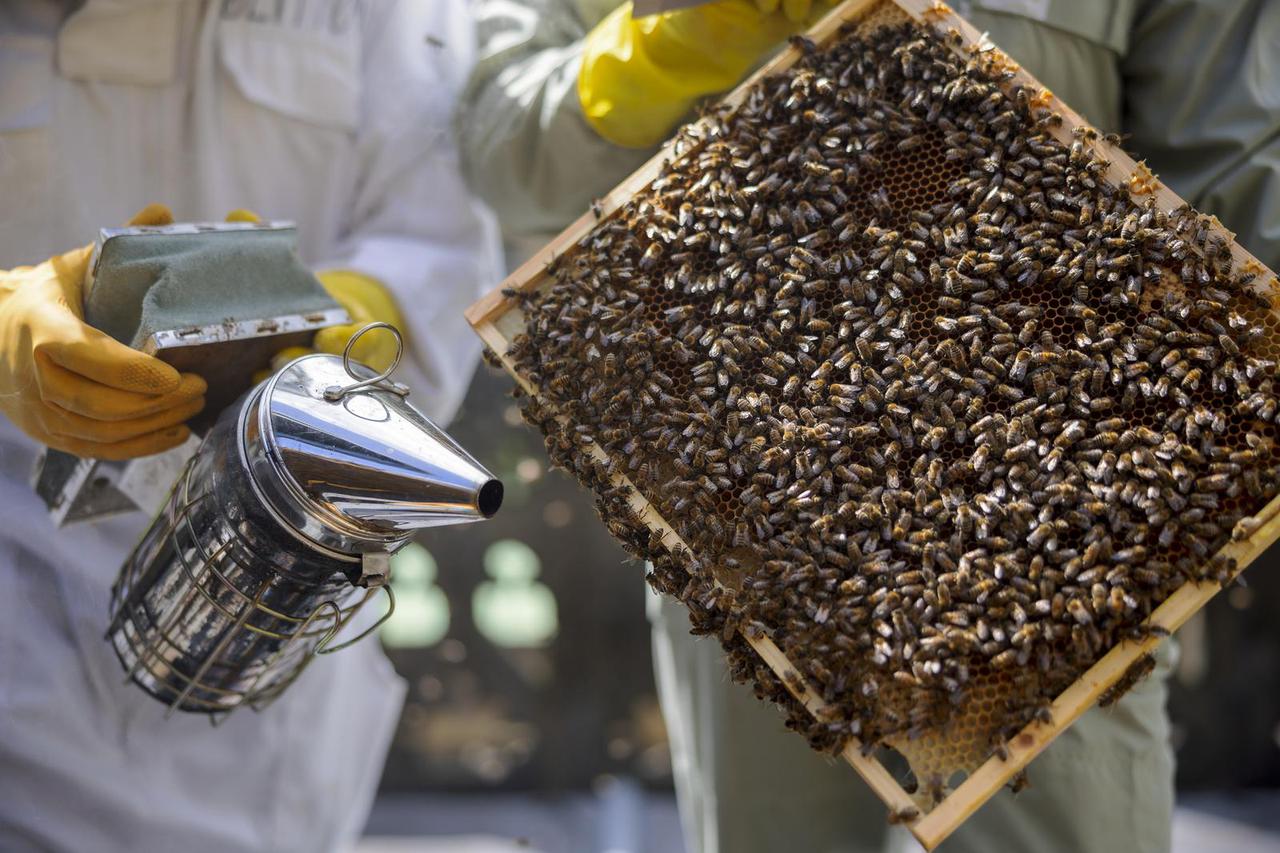 P?elari i volonteri brinu o p?elama na krovu katedrale u Manchesteru koje proizvode "Nebeski med"