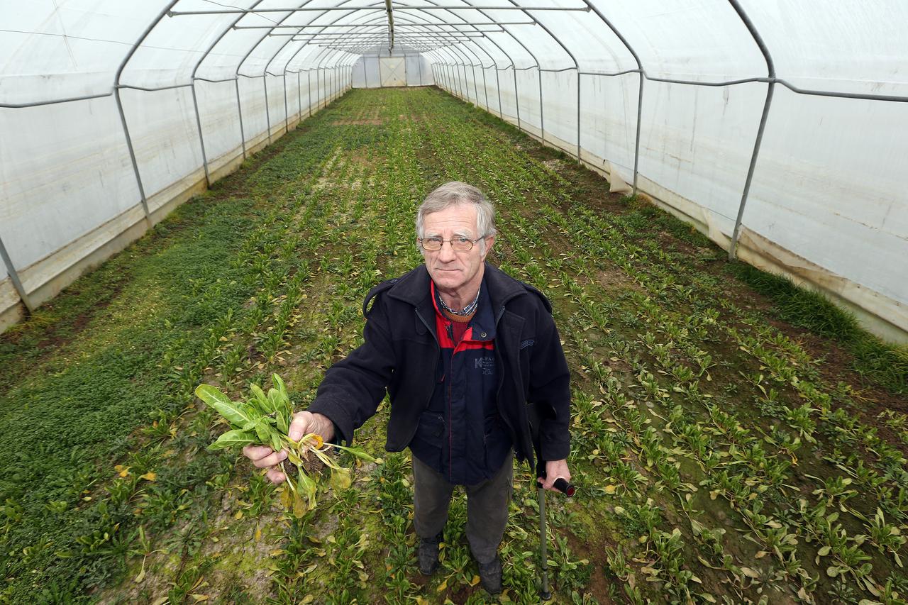 13.02.2017., Zagreb - Zitnjak, OPG Stjepana Horvata, najveceg proizvodjaca salate u Gradu Zagrebu. Proizvodi 500 tona raznog povrca, od toga 300 tona salate koje distribuira u velike trgovacke lance te manju kolicinu po Zagrebackim trznicama. Plastenike k