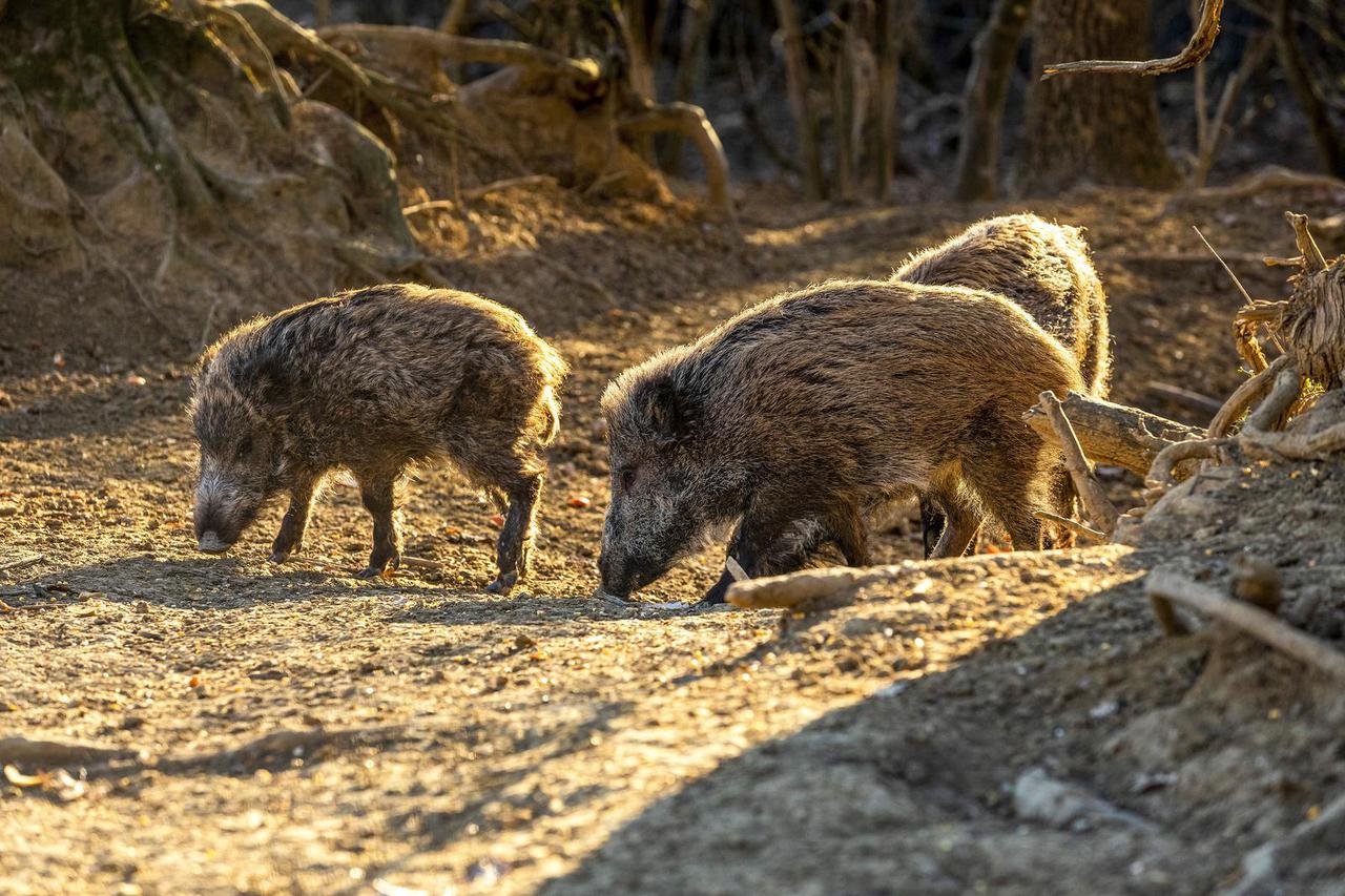 Buzet: Divlje svinje u potrazi za hranom