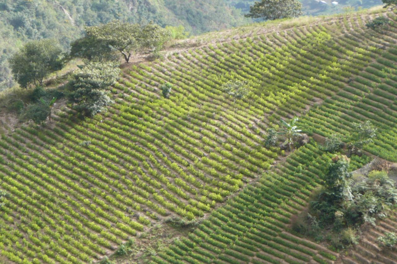 'koka03_nnn_unu_240112'