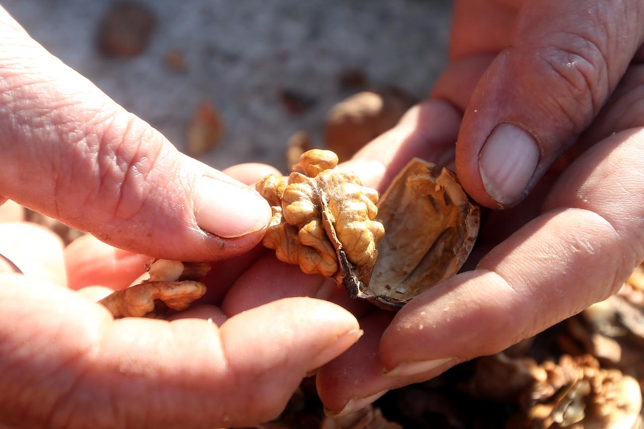 Šibenik: Prodaja oraha na gradskoj tržnici