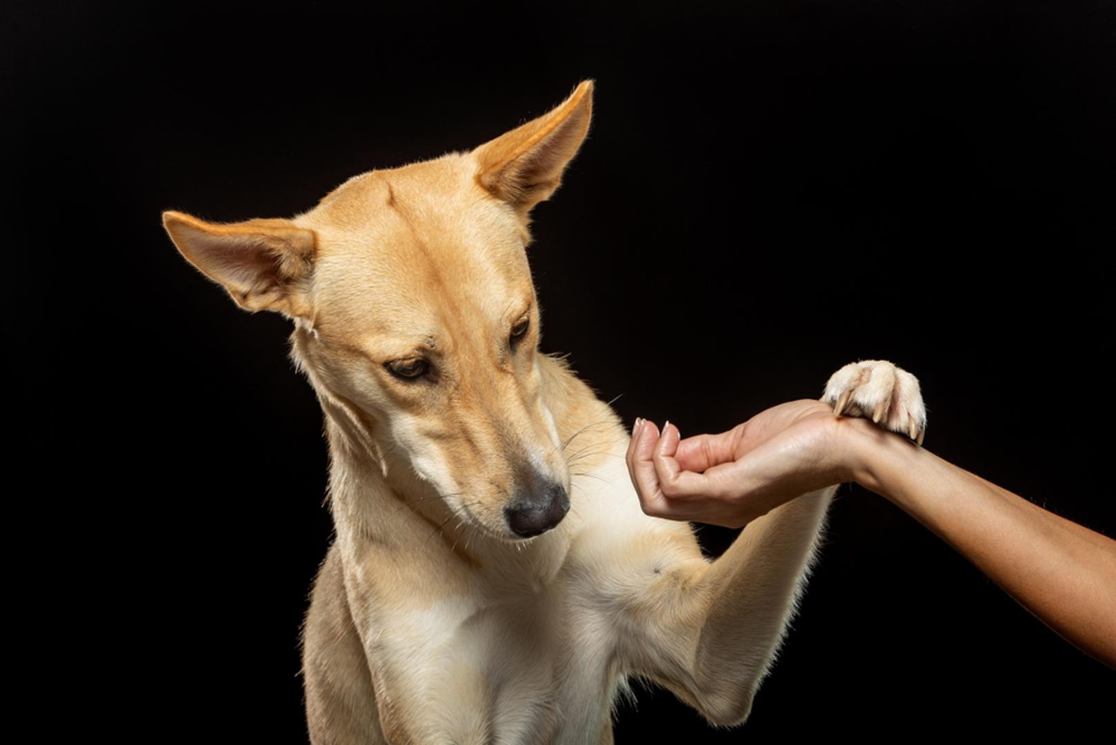 Grubo postupanje: Psi često ne vole ni način na koji ih dodirujemo, osobito kada im se ruke iznenada približavaju licu ili glavi. Iz njihove perspektive, posezanje prema njušci može djelovati zastrašujuće i nametljivo, čak i kad je namjera dobra. Dodatno, psi koji nisu postupno naviknuti na njegu, rezanje noktiju ili veterinarske preglede te situacije mogu doživjeti kao vrlo stresne.