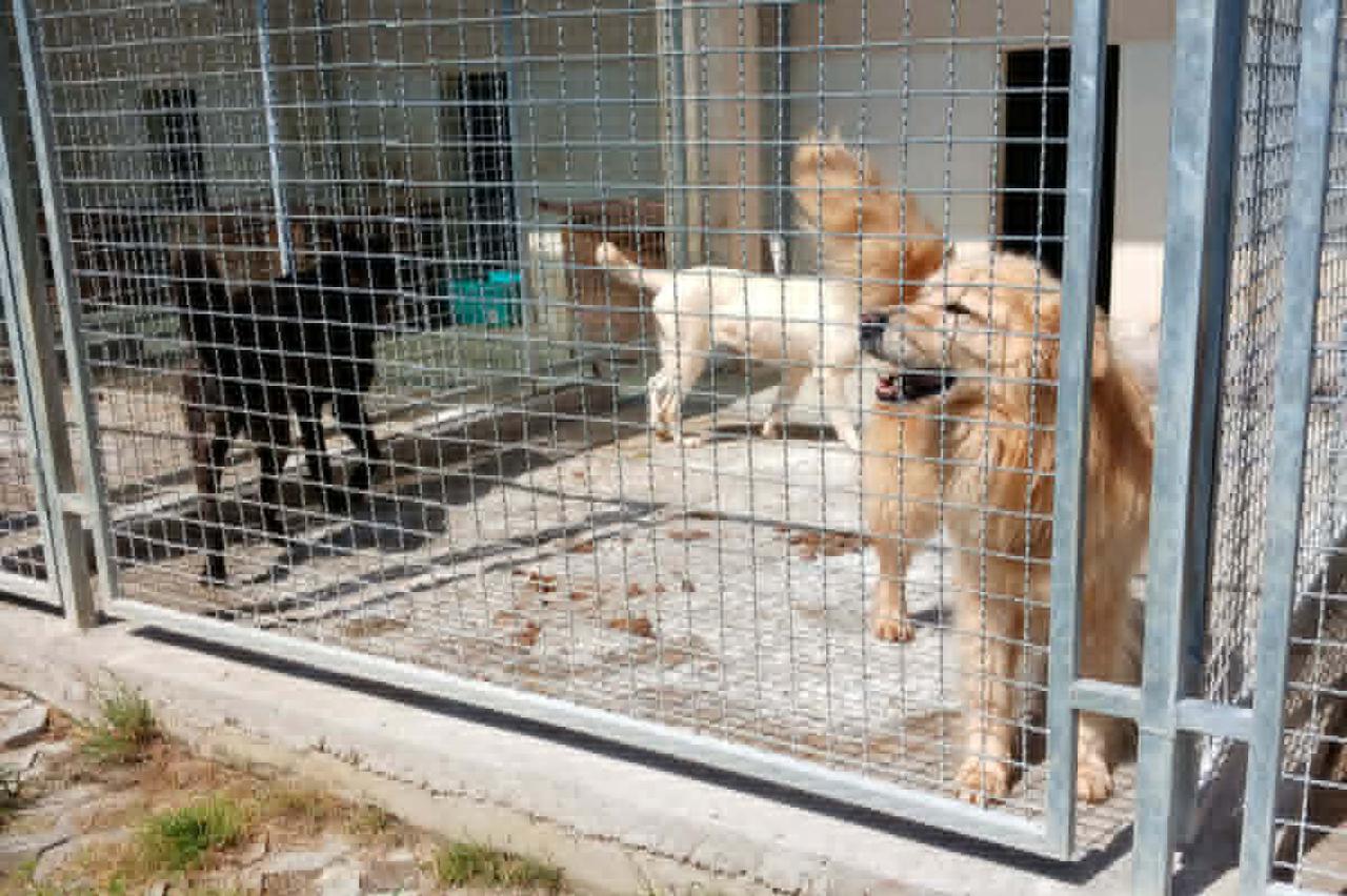Iza vrata žive drugi psi, ovi su stalno vani