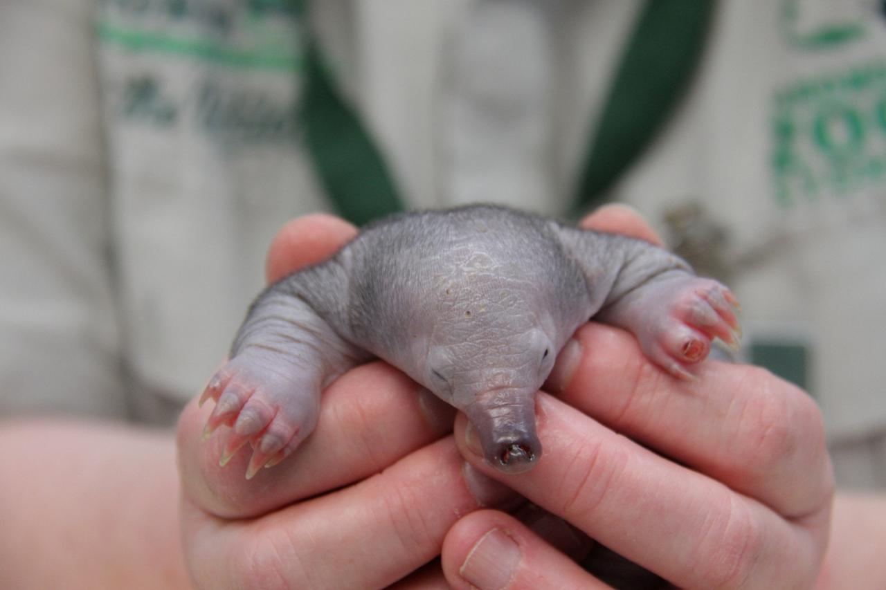A rescued short-beaked echidna puggle that was brought to Taronga Wildlife Hospital is pictured in Sydney, Australia