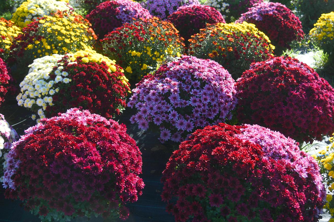 Koprivnica: Uoči blagdana Svih svetih OPG Mađarić isporučiti će preko 20.000 tegli multiflore