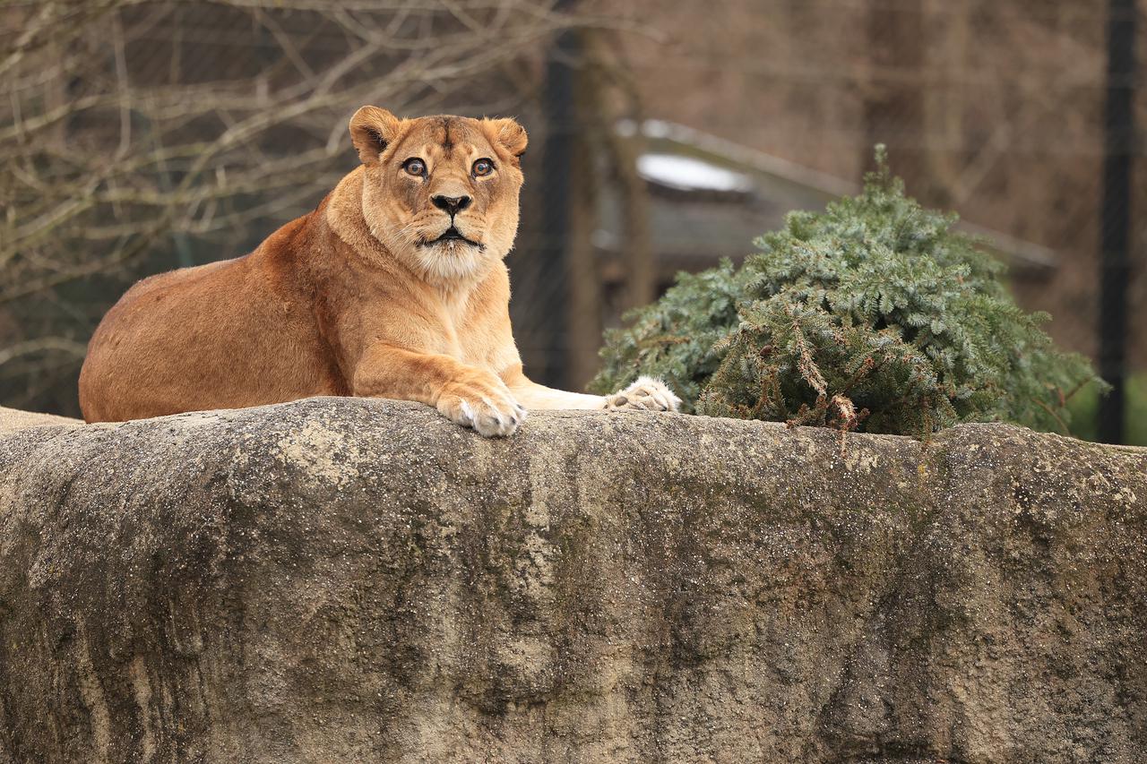 Zagreb: Podjela raskićenih božićnih drvaca životinjama u zoološkom vrtu