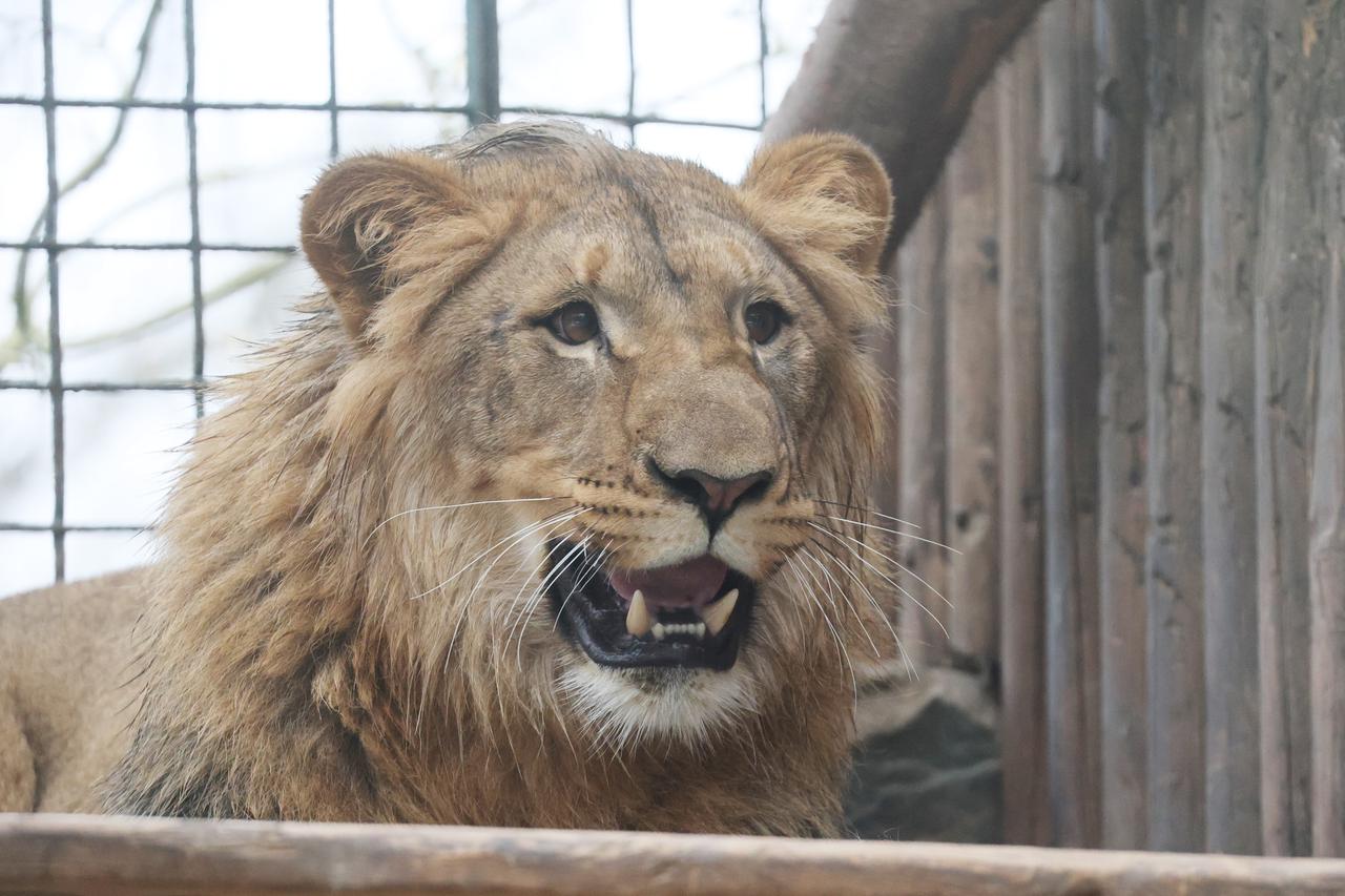 Novi lav stigao u zoološki vrt Gera