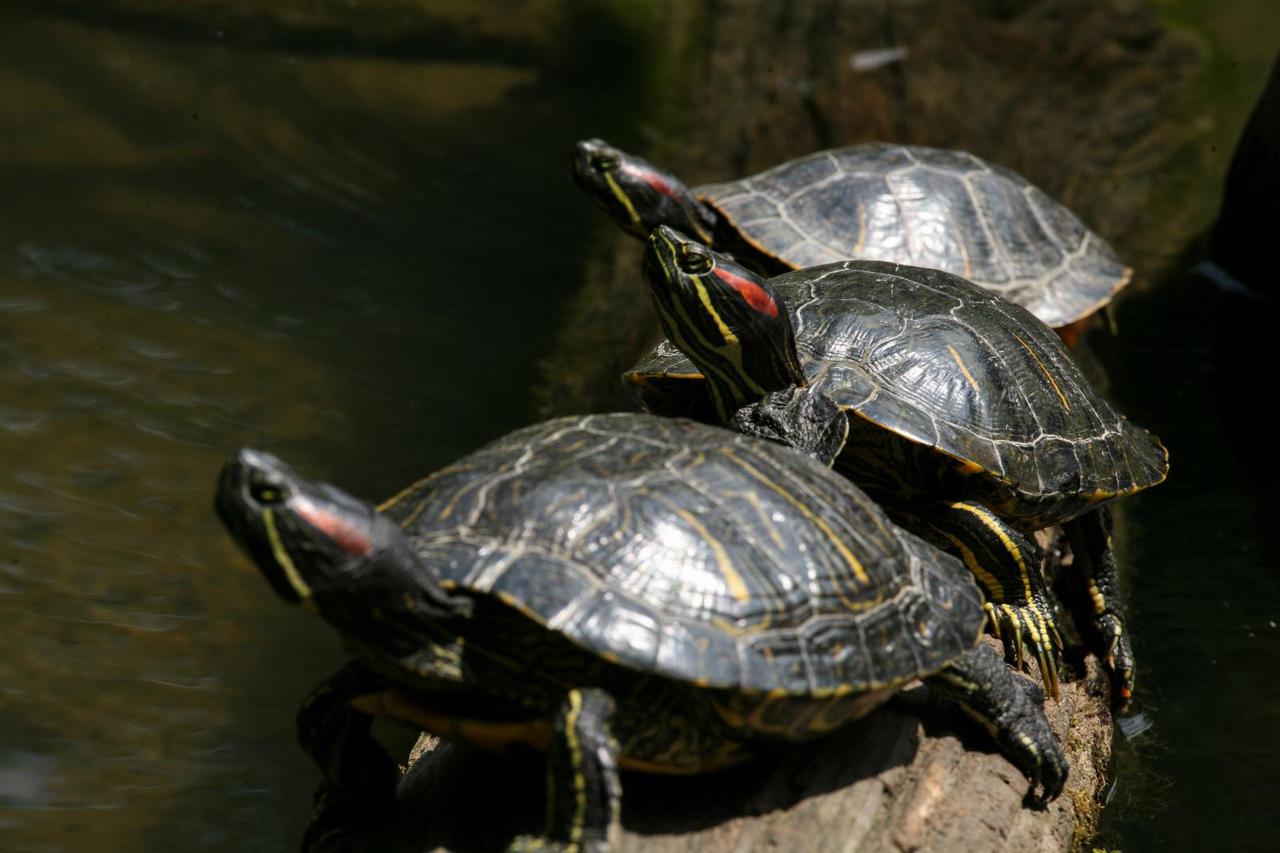 Crvenouhe kornjače