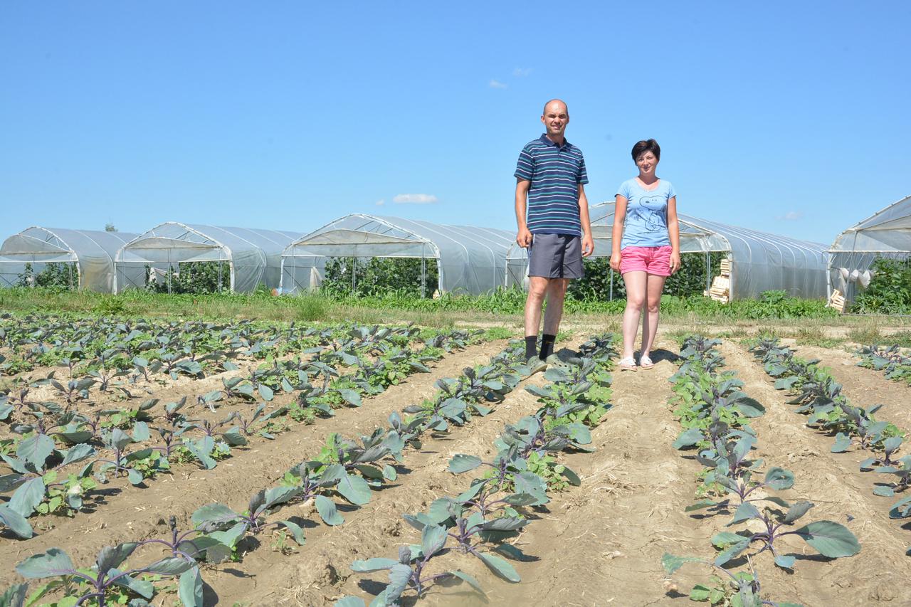 29.06.2016., Podravske Sesvete, OPG Santic - Obiteljsko poljoprivredno gospodarstvo Santic iz Mekisa (Opcina Podravske Sesvete) u vlasnistvu Enia i Darinke Santic objedinjuje proizvodne povrsine na otvorenom i plastenici gdje uzgajaju paprike, krastavace 