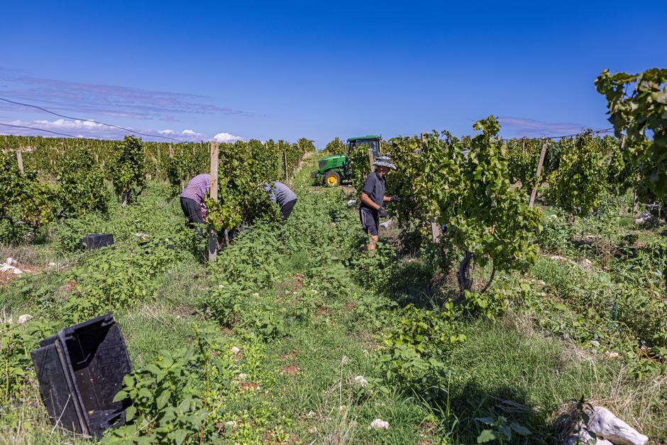 Čitluk: Berba grožđa u Kamenim vinogradima 