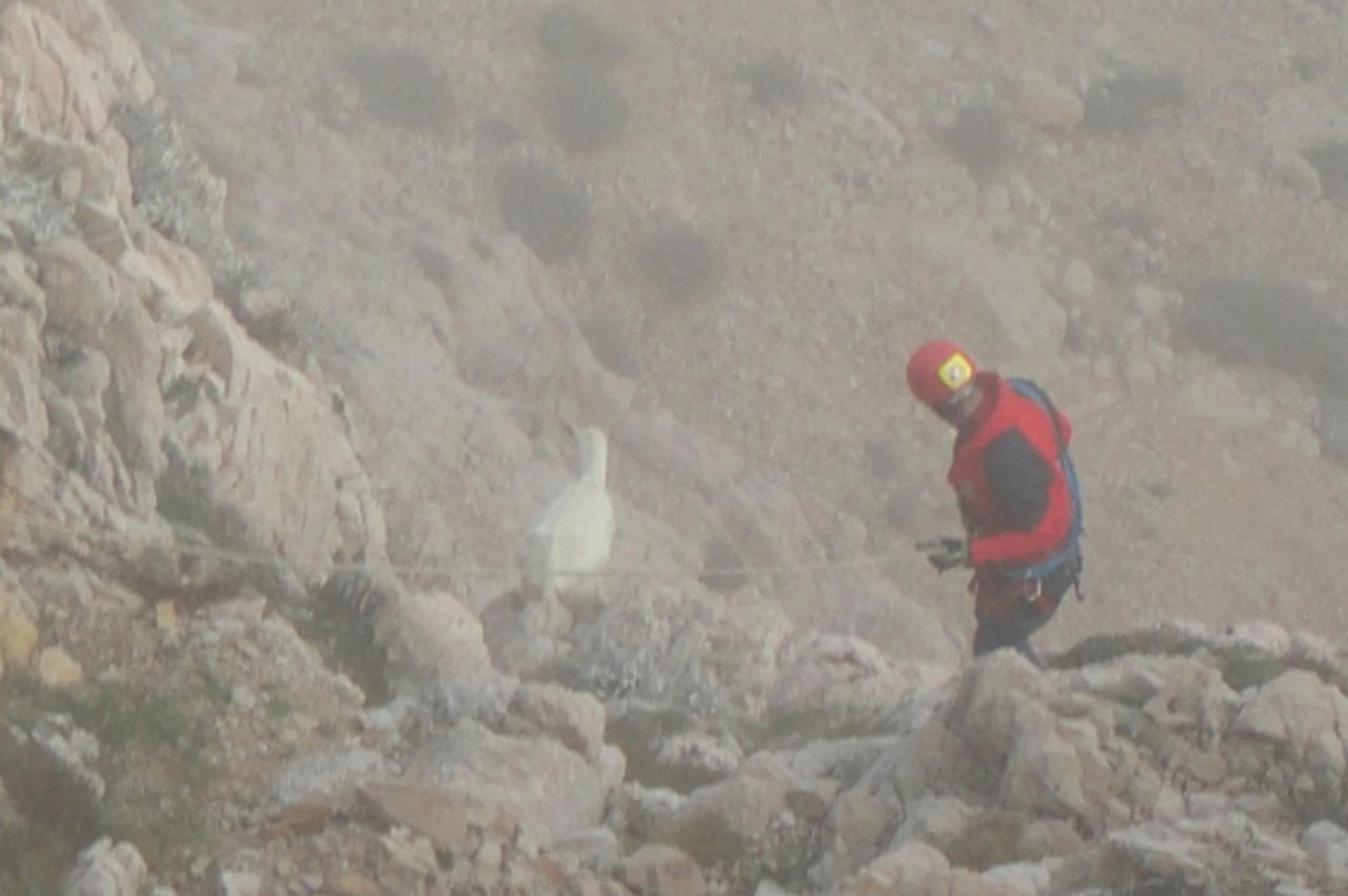 gss zadar, spašavanje koze