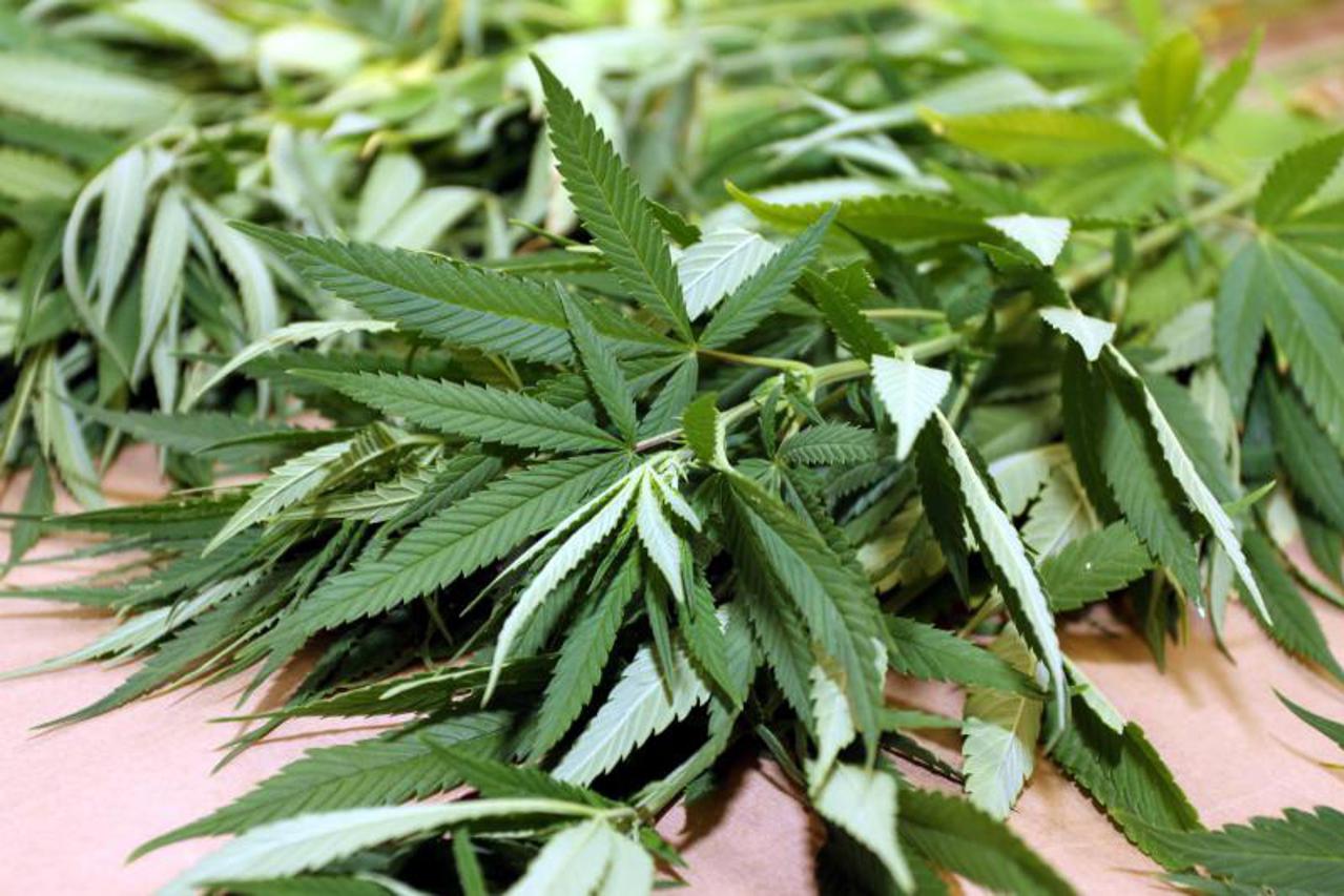 trava,konoplja,marihuana (1)