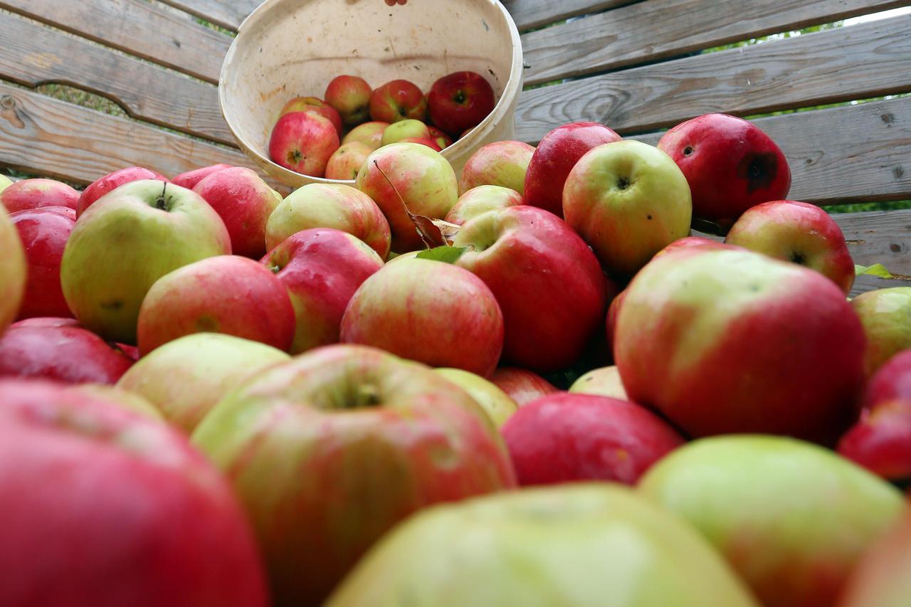 Berba jabuka u voćnjaku u Gornjoj Trebinji