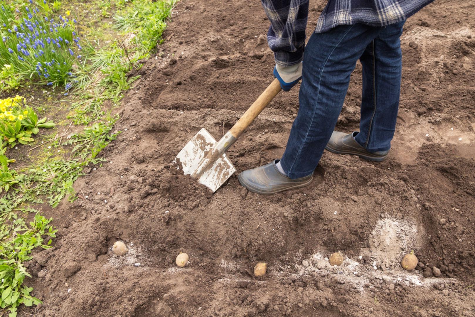Krumpir: Rani krumpir se u ožujku može saditi u toplijim krajevima i na položajima gdje se tlo brže zagrijava, a mnogi ga prije toga naklijavaju na svjetlu. Sadi se u brazde, a kako biljka raste, nagrće se zemlja oko stabljike kako bi se zaštitili gomolji i potaknuo prinos. Ako prijete kasni mrazovi, mlade biljke možete privremeno zaštititi nagrtanjem ili prekrivanjem.