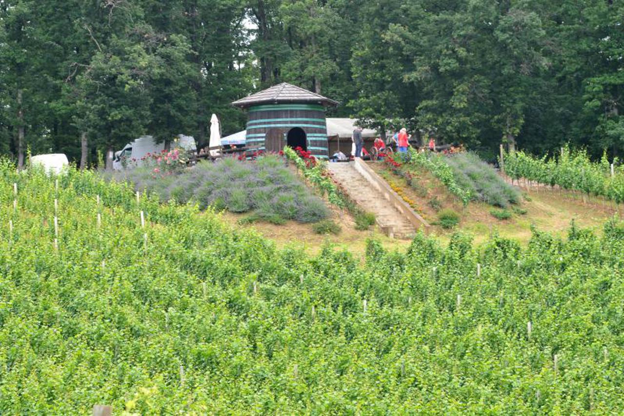 Starac,vinograd
