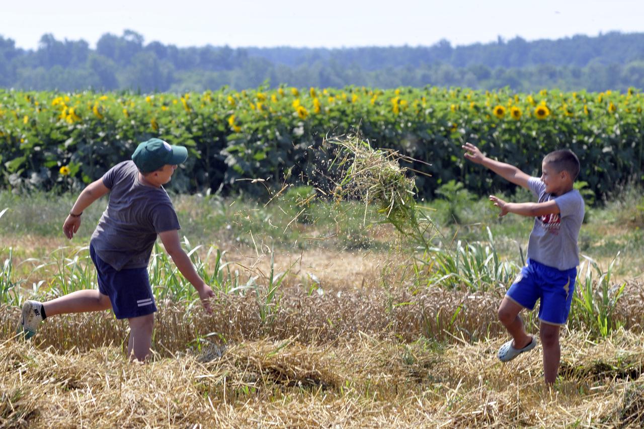 05.07.2013., Vinkovci - Zetva je u punom jeku, poljoprivrednik Vlado Kalinic iz Mirkovaca pokraj Vinkovaca vrsi svoje polje zita.