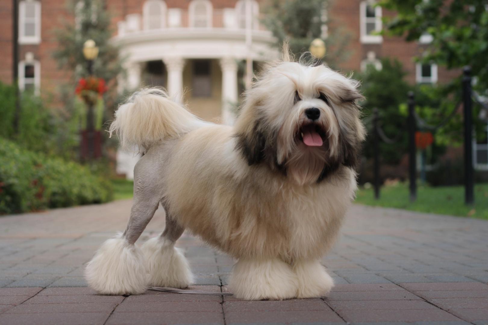 Löwchen: Löwchen, poznat i kao 'mali lavlji pas', bio je jedna od najpopularnijih pasmina u Europi više od 500 godina. Tijekom 1970-ih, bilo ih je samo 65 na svijetu, što ga čini jednom od najrjeđih i najskupljih pasmina. Štene löwchena može koštati do 12 tisuća dolara.