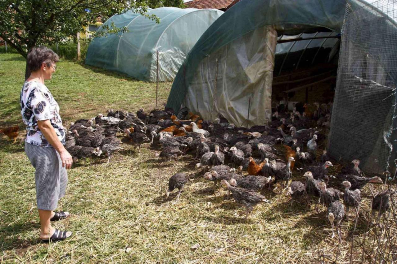 'Var \\u0096 29. 09. 2009., Bednja \\u0096 Sve vise mjestana u zadruzi i uzgoju purana vidi izvor svoje egzistencije  PHOTO:  Ljiljana Risek'