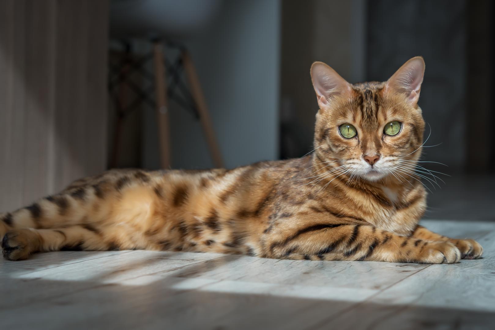 2. Bengalska mačka: "Mislim da je ovo jedna od najljepših pasmina koje postoje i mislim da imaju jednu od najnevjerojatnijih energija. No, imaju nekoliko zdravstvenih problema", rekao je veterinar. Objasnio je da su bengalske mačke podložne brojnim zdravstvenim stanjima, uključujući kataraktu i progresivnu atrofiju mrežnice, što ih dovodi u rizik od sljepoće u kasnijoj životnoj dobi, uz hipertrofičnu kardiomiopatiju, stanje koje uzrokuje zadebljanje srčanih mišića. "To može uzrokovati letargiju, probleme s disanjem i dugoročno zatajenje srca", dodao je stručnjak.