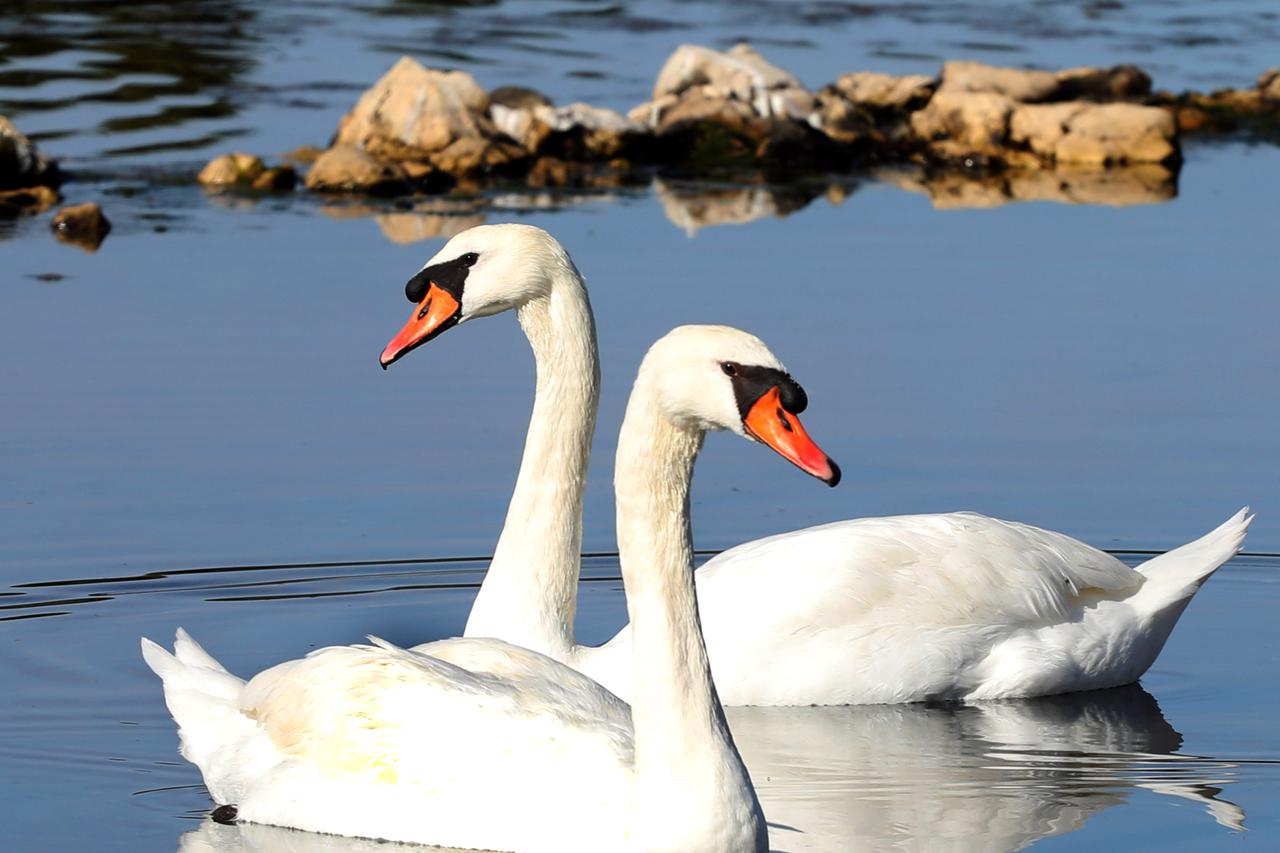 Labudovi u Zabla?u