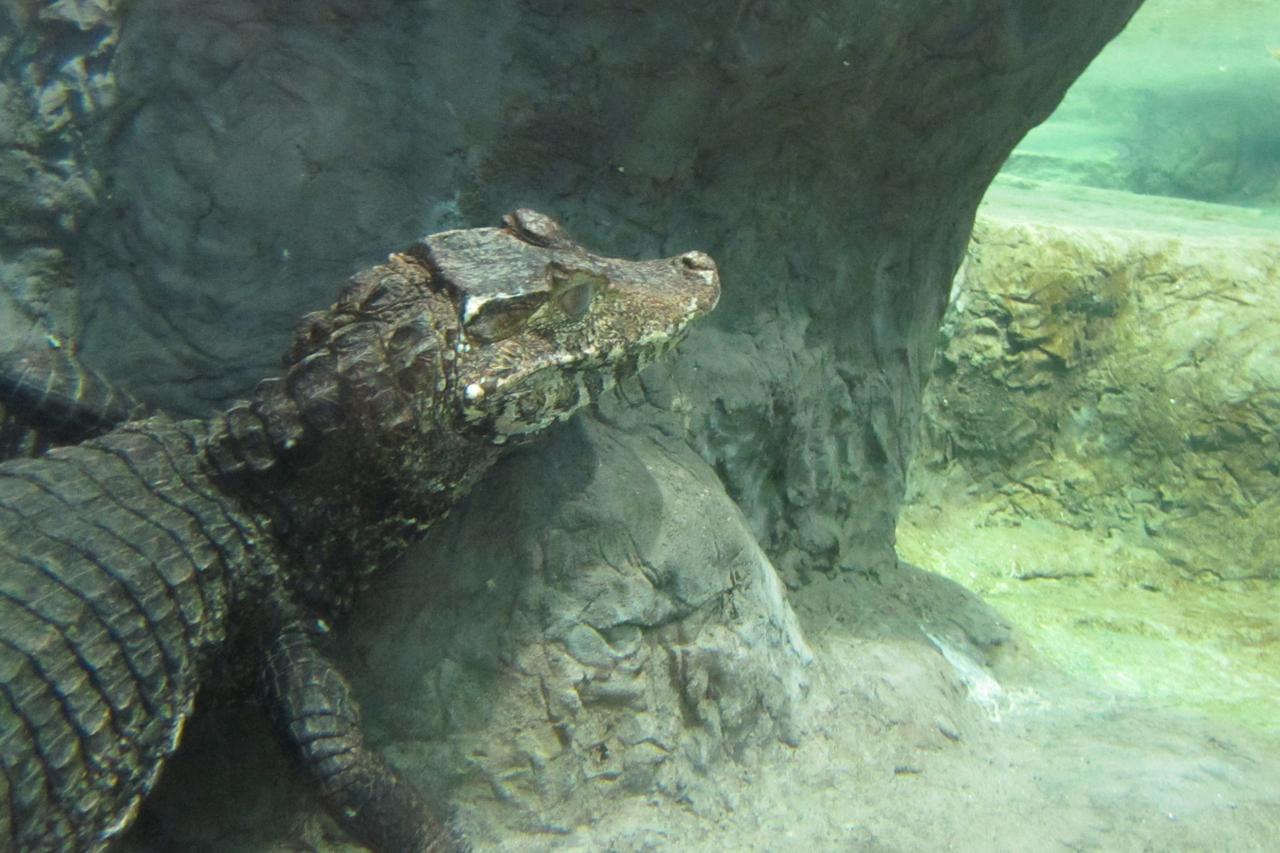 kajmani,zooloski vrt