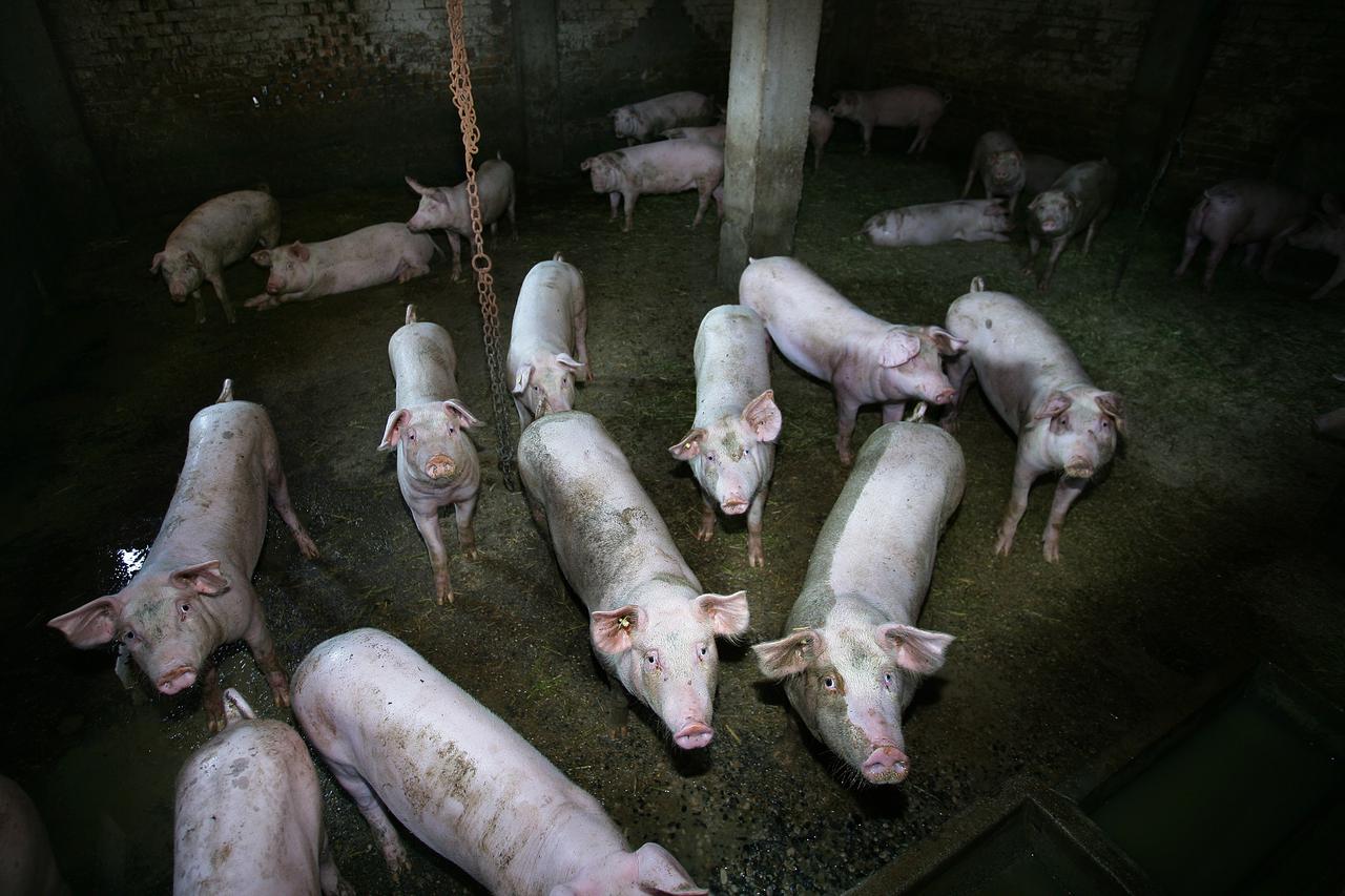 25.08.2012., Zagreb - U naselju Jakusevac brojna domacinstva uzgajaju svinje, krave i ostale domace zivotinje sto zbog blizine odlagalista otpada nije lako. Obitelj Balekovic nije iznimka. Photo: Grgur Zucko/PIXSELL