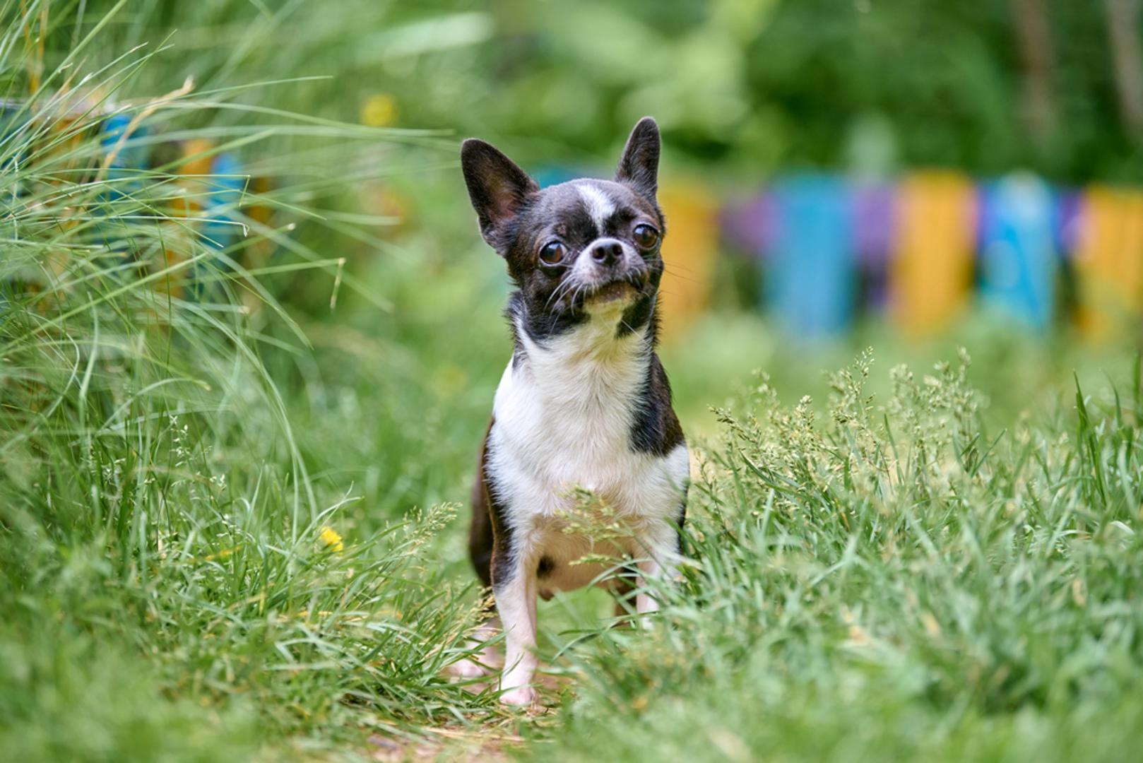 Čivava: Čivave su malene, ali temperamentom često 'velike', pa znaju iznenaditi ljude koji ih biraju samo zbog veličine. Bez socijalizacije mogu postati prgave, reaktivne i pretjerano vezane uz vlasnika. Upravo zato trebaju jasna pravila i dosljedan odgoj, a kad to izostane, dio vlasnika odustane.