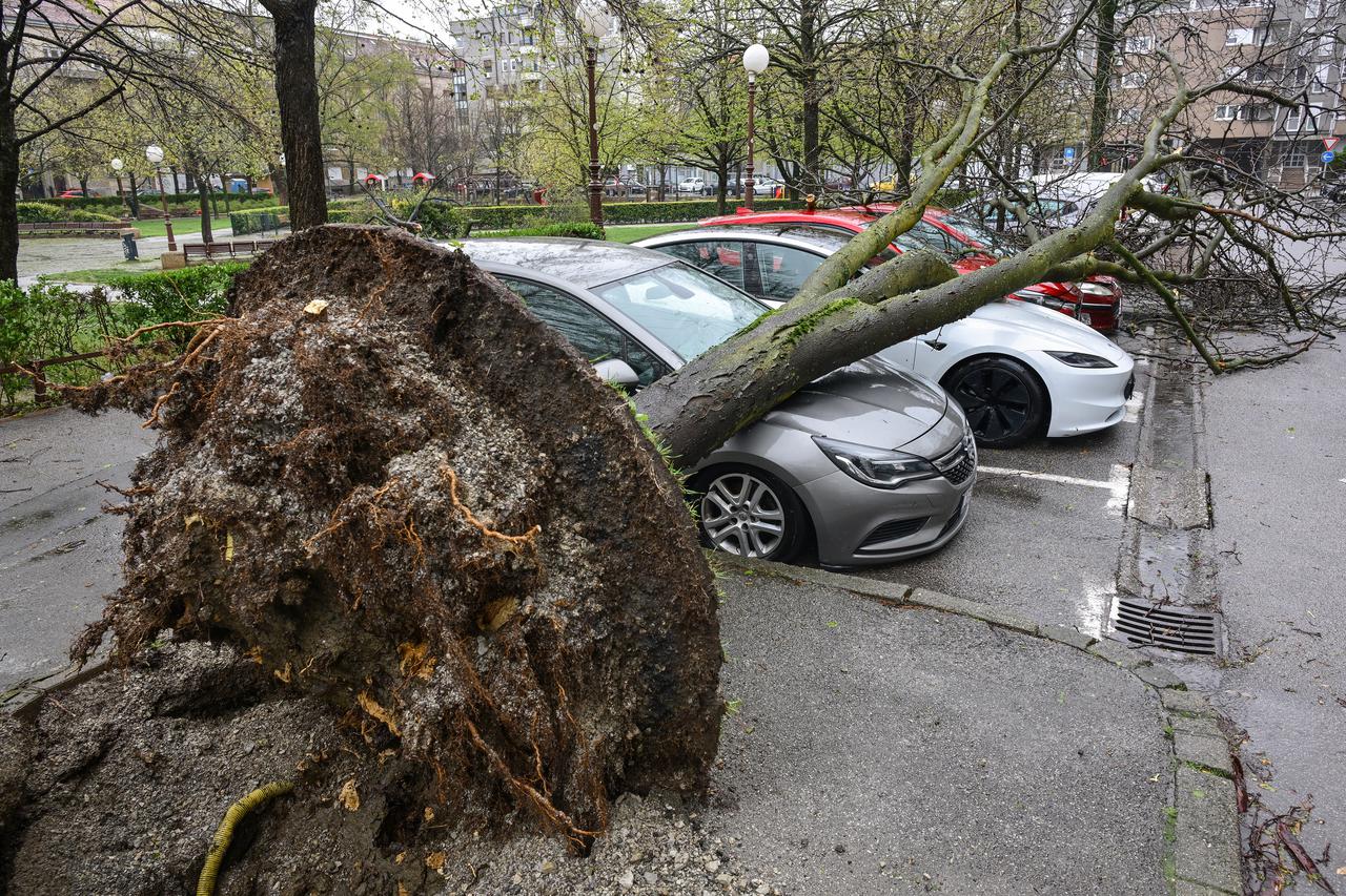 Zagreb: Olujni vjetar iščupao stablo u Ulici Bartola Kašića koje je palo na parkirane automobile