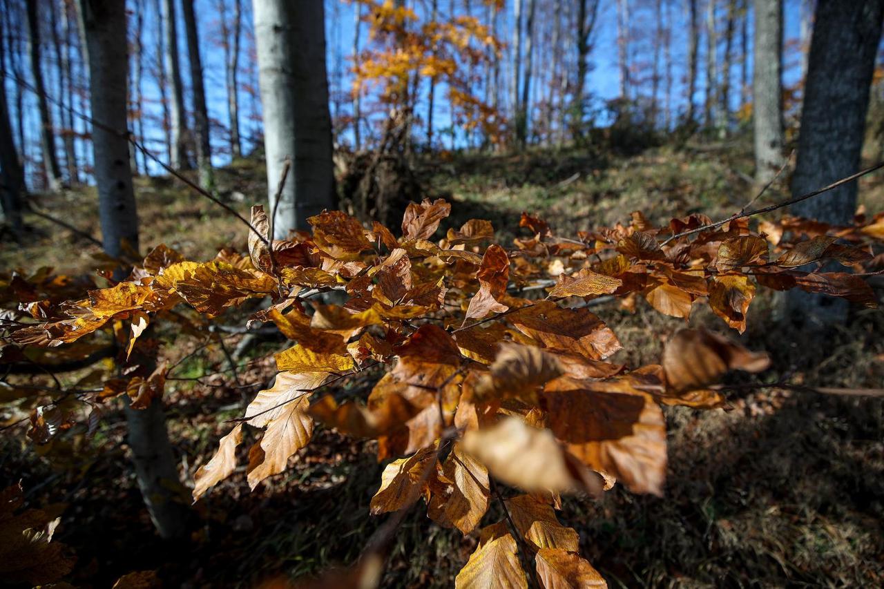 Boje jeseni u Parku prirode Medvednica