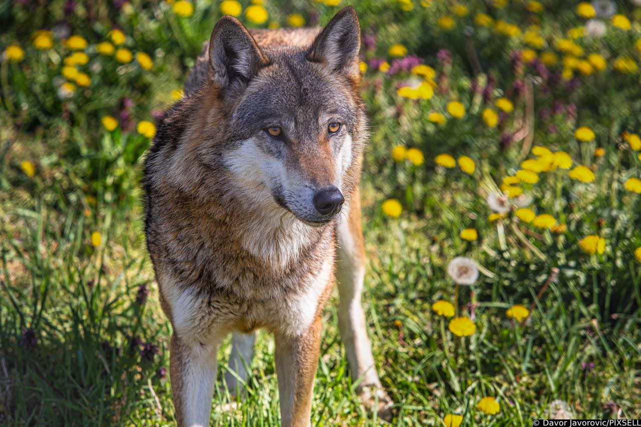 Osijek: Vučica koja je tijekom zime pobjegla iz ZOO dobila je partnera iz Švedske