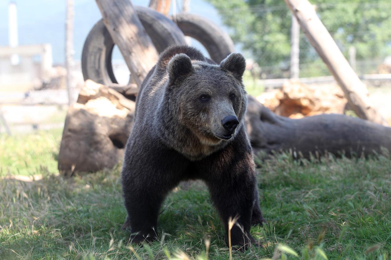 Medvjedi u Macolinom ZOO vrtu