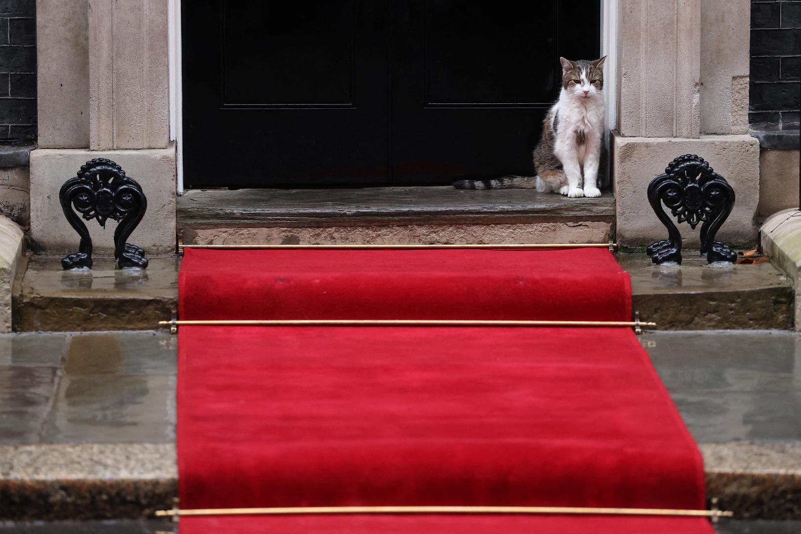 Od tada, bijelo-tigrasti mačak, službeno predstavljen na internetskoj stranici Downing Streeta kao "glavni lovac miševa u Uredu kabineta", vladao je s najfotografiranijeg praga u zemlji. U njegovoj službenoj biografiji na internetskoj stranici Downing Streeta, osim zadaće suzbijanja glodavaca, piše: "Larry provodi dane dočekujući goste u kući, provjeravajući sigurnosne mjere i testirajući udobnost antiknog namještaja za potrebe drijemanja."