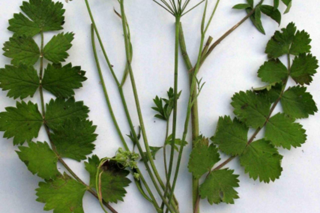 'bedrenika_nnn_vrt_090813'