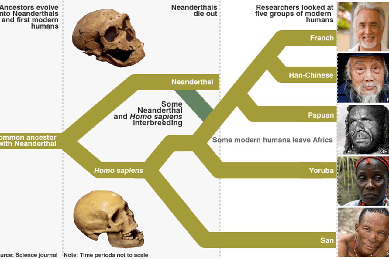 Neandertalci evolucija