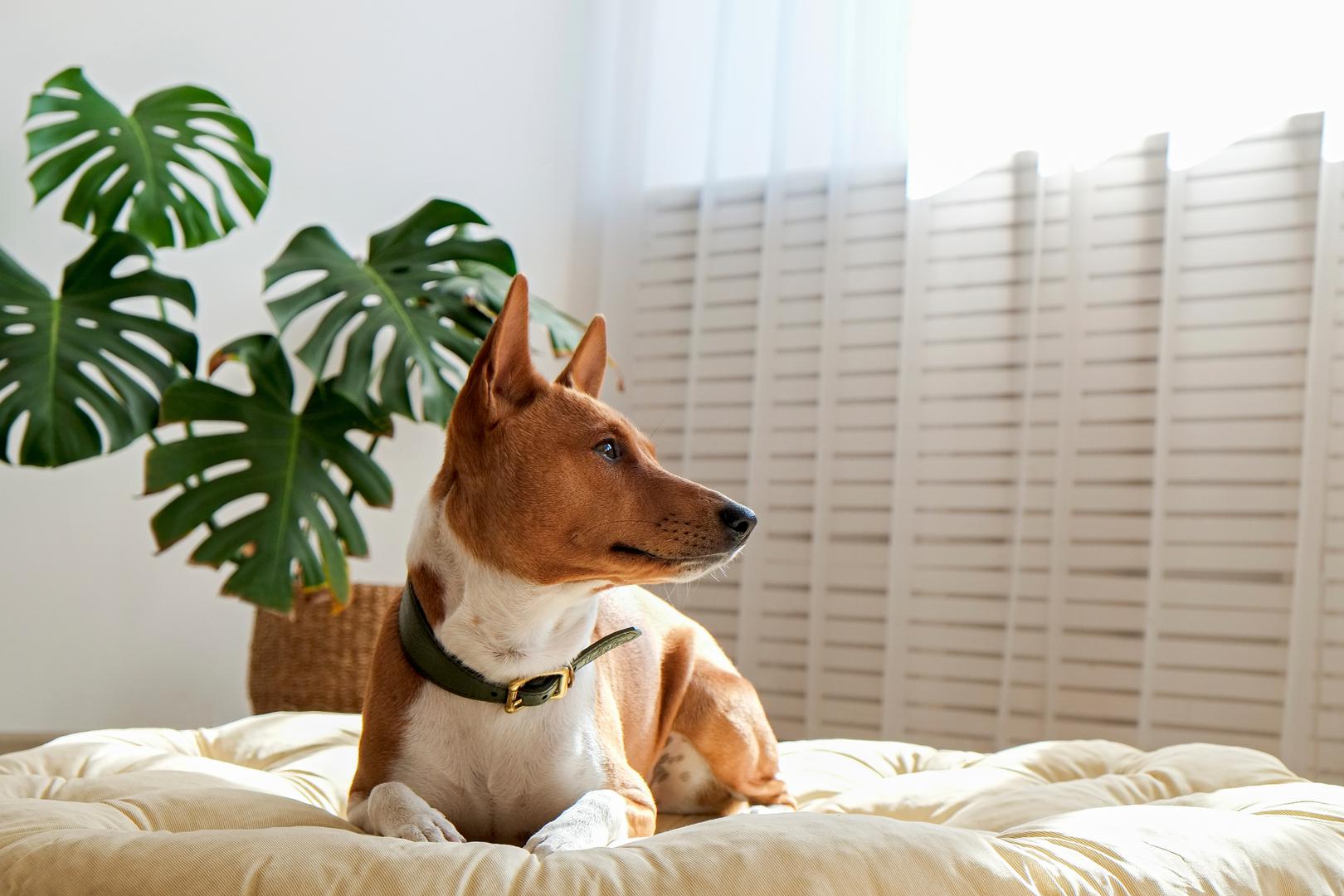 Basenji: Basenji, često nazivan "psom koji ne laje", najtiša je pasmina na svijetu. Ovi psi imaju jedinstvenu osobinu koja ih izdvaja od ostalih pasa, a to je da ne laju. Međutim, daleko su od potpuno tihih jer često proizvode zvuk sličan jodlanju kad su uzbuđeni. Poznati su po svojoj znatiželji, samopouzdanju i dubokoj povezanosti s obitelji. S kraljevskim izgledom, basenji su inteligentni, neovisni i privrženi, ali mogu biti suzdržani prema nepoznatim ljudima.
