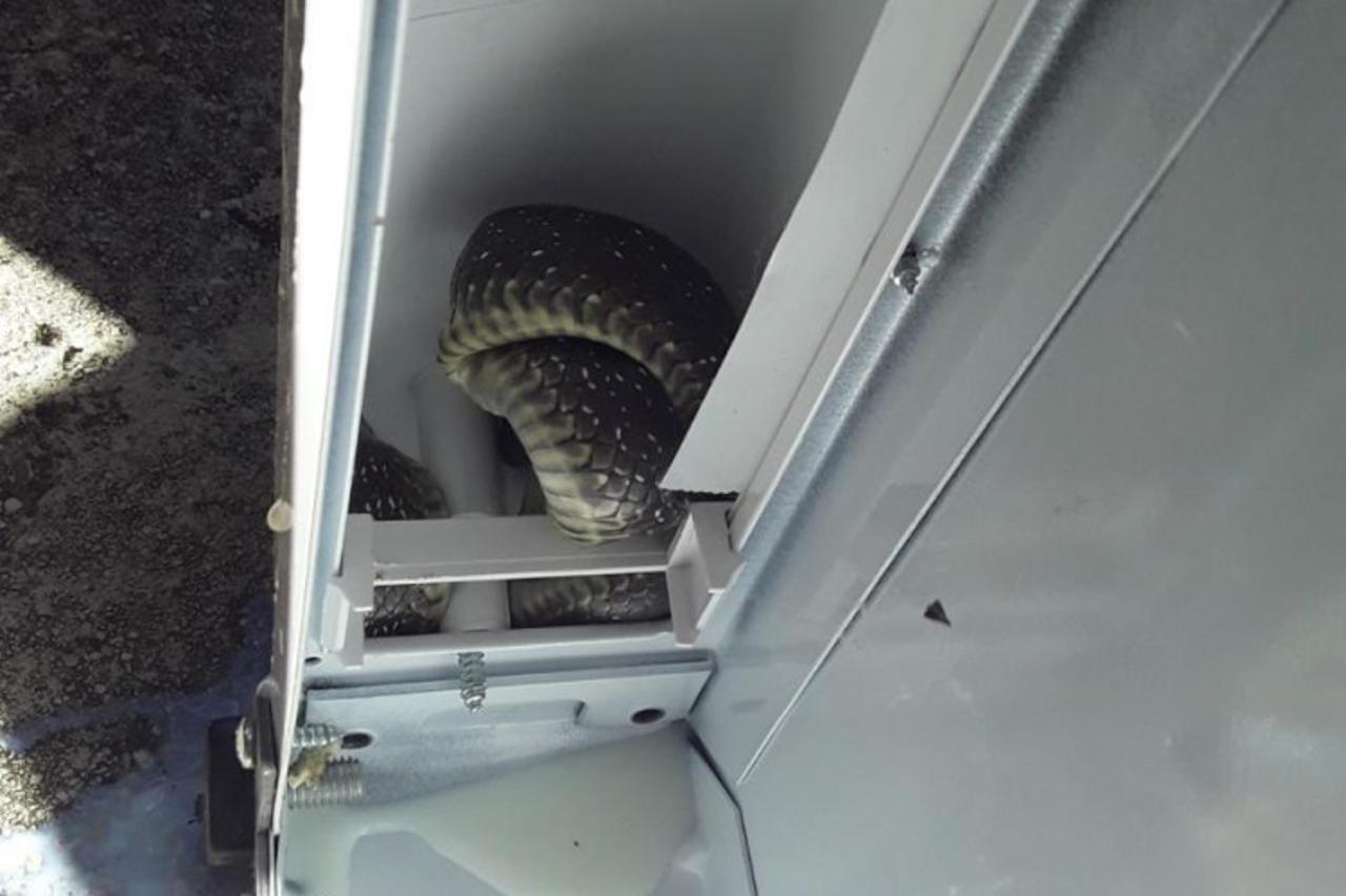 Zmija u hladnjaku