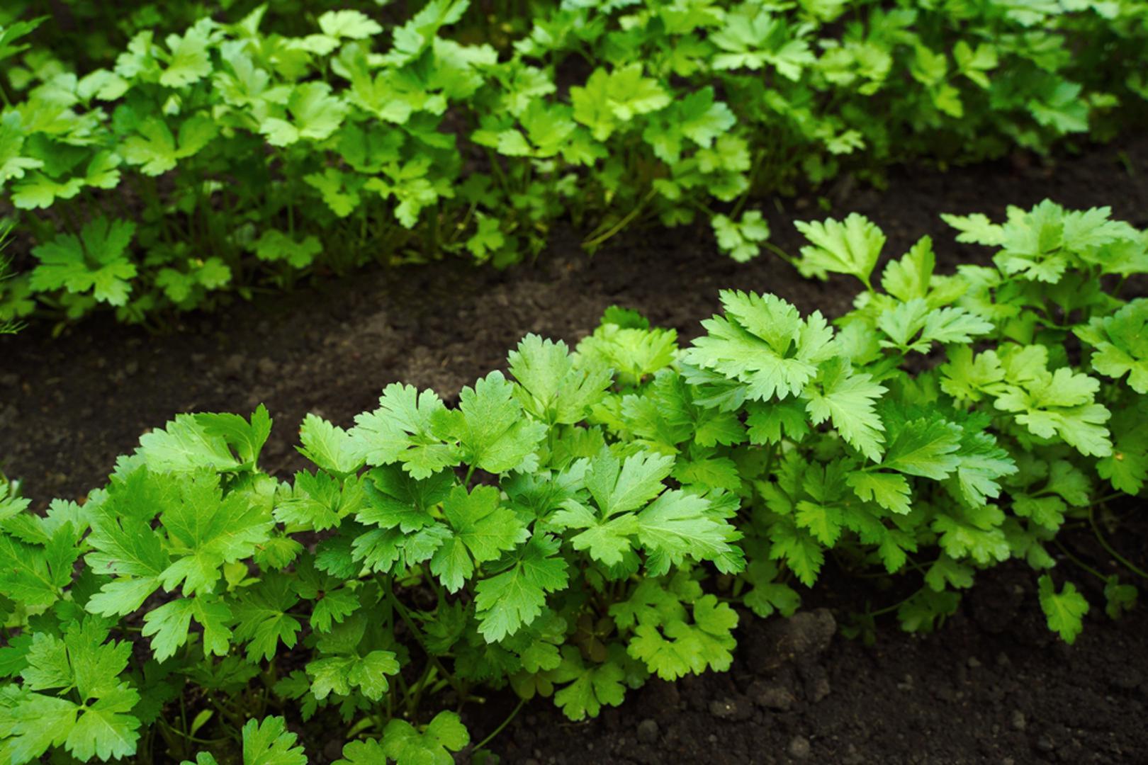 Peršin: Peršin je poznat po sporom klijanju, ali zato ga se isplati posijati rano – dok još ima dovoljno vlage u zemlji. Može mu trebati i nekoliko tjedana da nikne pa strpljenje u veljači često znači 'mir' u ožujku i travnju. Dobro je označiti red da ga ne prekopate kasnije i održavati površinu lagano vlažnom, bez previše zalijevanja.