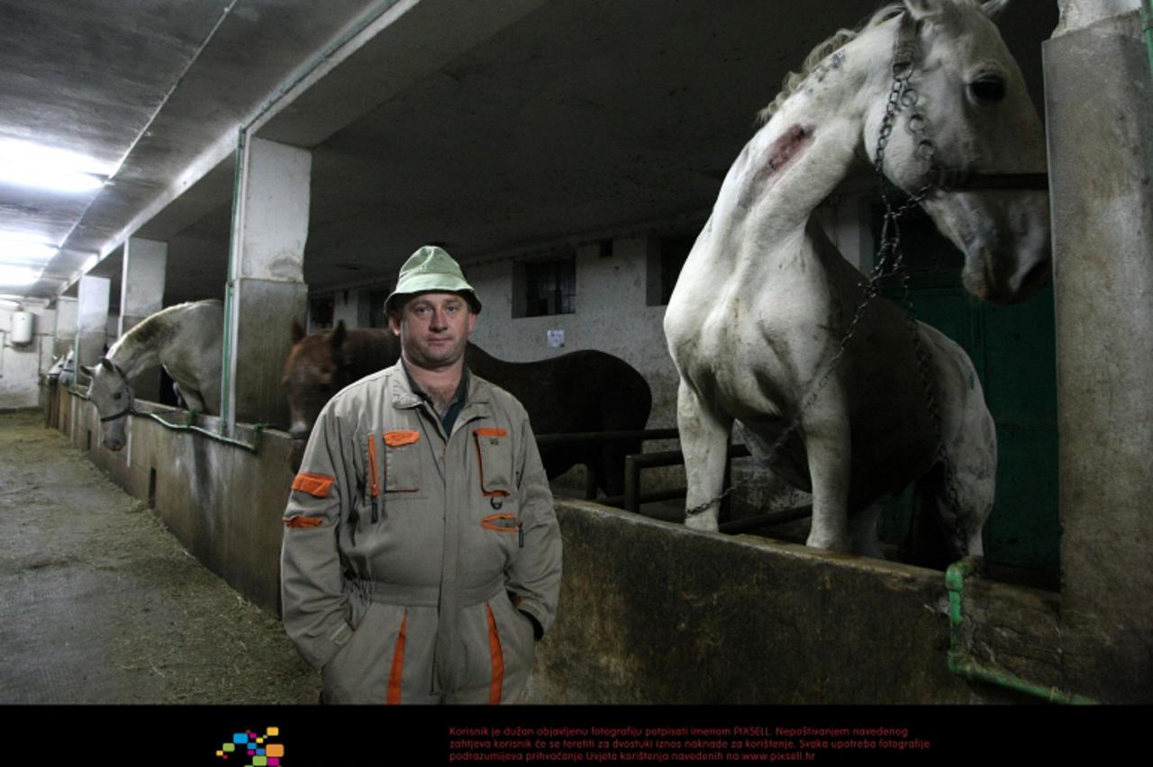 '19.12.2011., Zlatar Bistrica, Hrvatska - Konji na farmi u Zlatar Bistrici koji se koriste za proizvodnju zmijskog protuotrova. Farmi prijeti zatvaranje, a za konje to znaci smrt u klaonici. Photo: Pe
