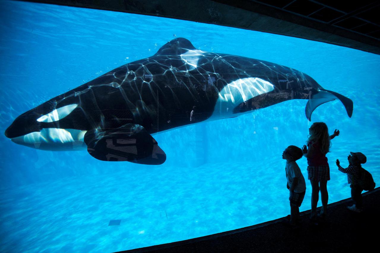 FILE PHOTO: Young children get a close-up view of an Orca killer whale during a visit to the animal theme park SeaWorld in San Diego, California