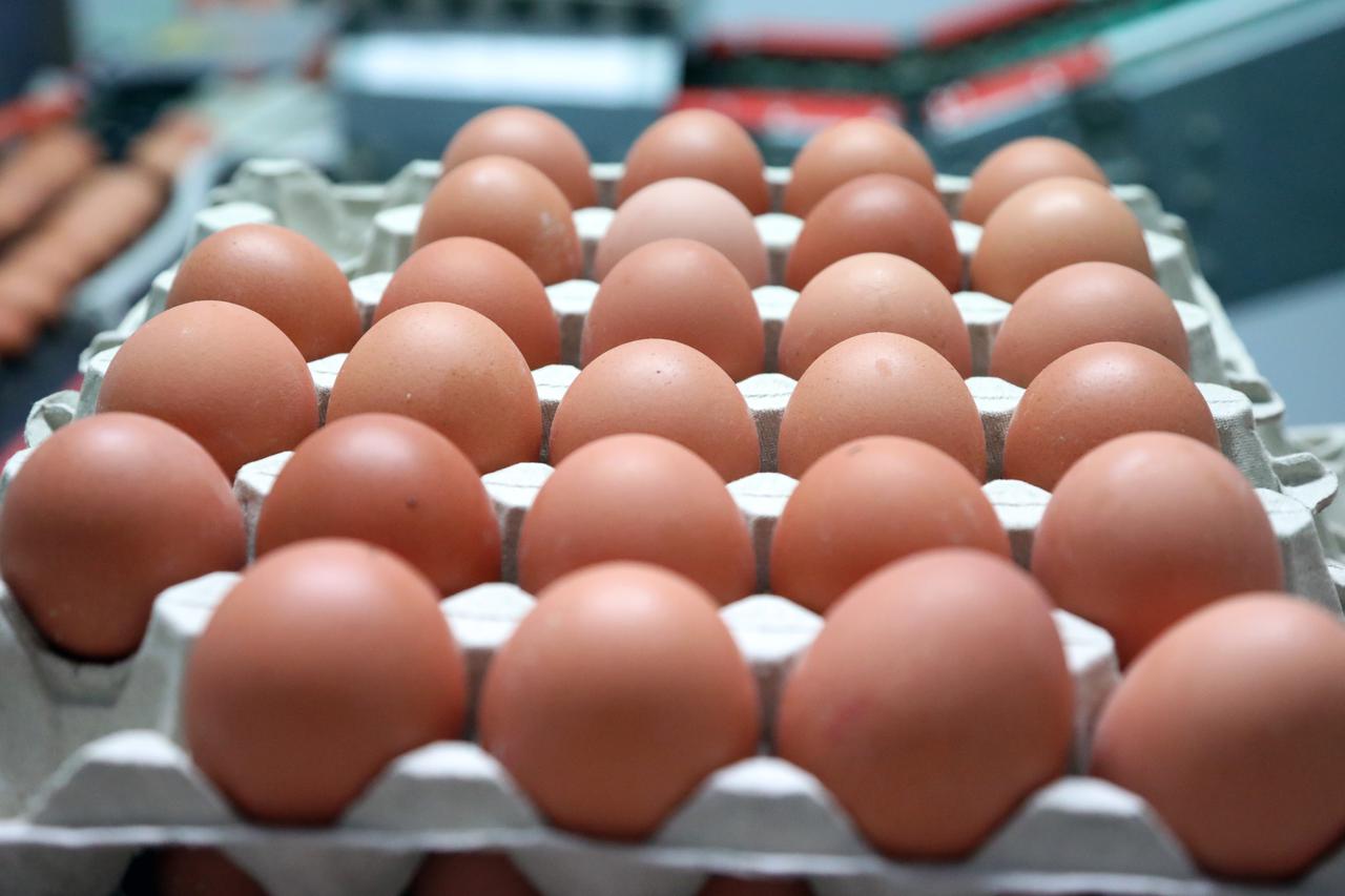 Šibenik: Proizvodnja konzumnih kokošjih jaja na farmi Kolarište u Pakovom Selu
