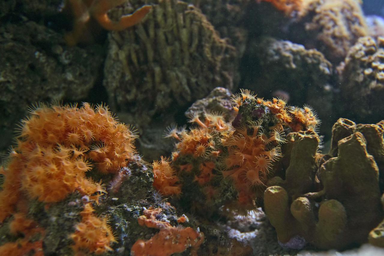 U Aqauariumu Pula otvorena je izložba koralja "Krhka ljepota"