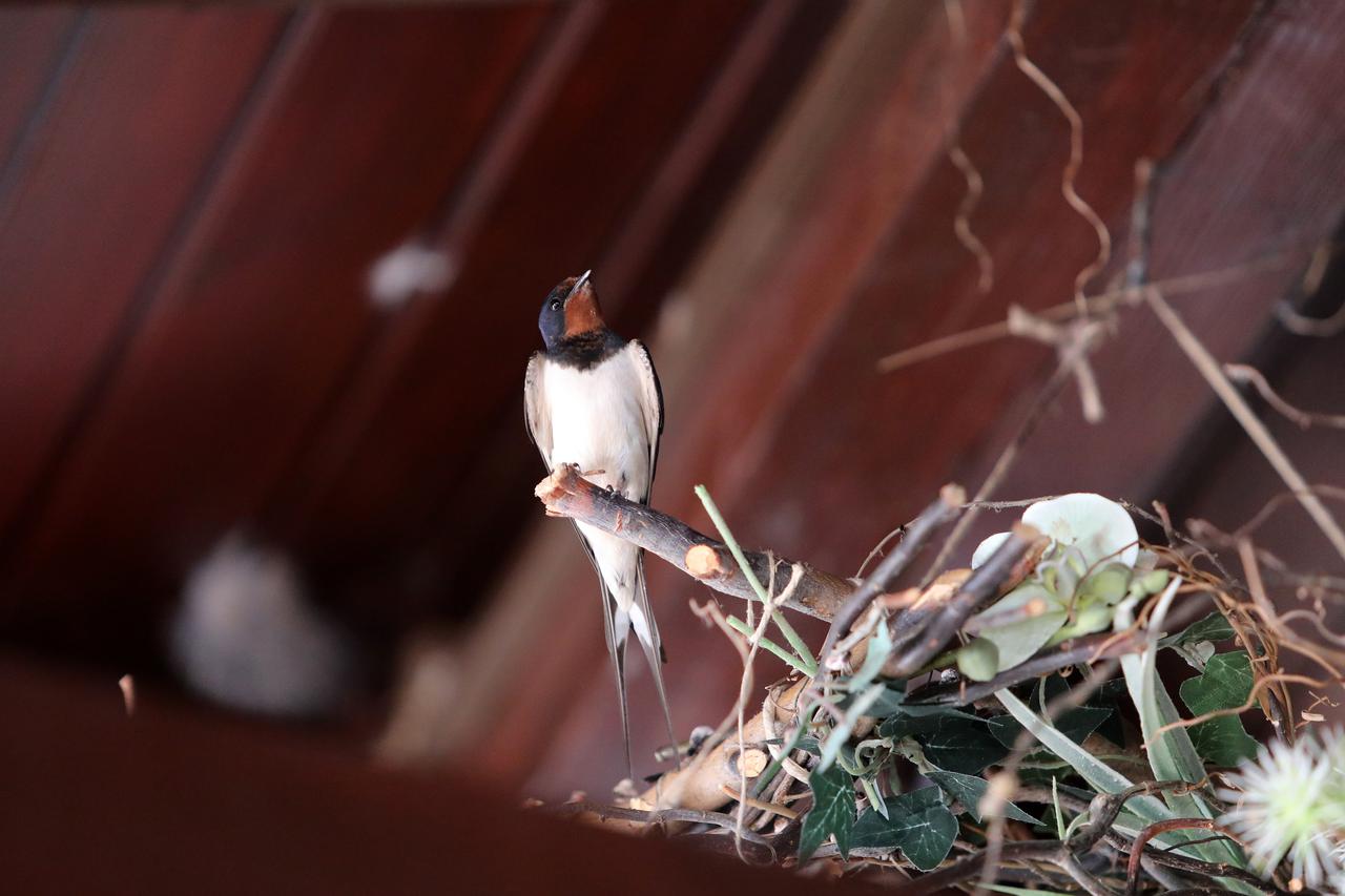 Lastavica hrani svoje ptiće u gnijezdu
