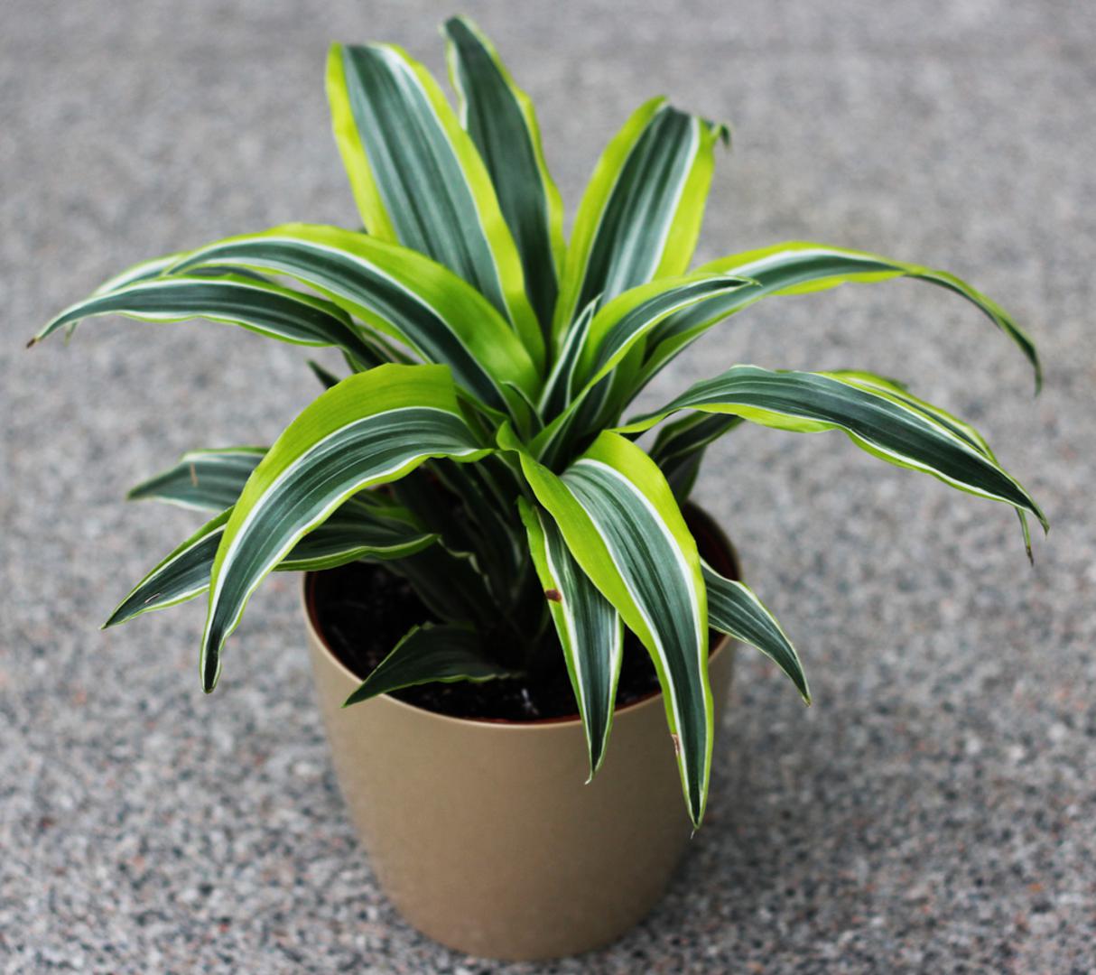 Zmajevac ili dracena: Nisu sve dracene jednako osjetljive, ali vrste poput Dracaena marginata i Dracaena warneckii često reagiraju na klor i fluorid iz vode iz slavine. Posljedica su smeđi vrhovi i rubovi listova, zbog čega ih je bolje zalijevati kišnicom ili destiliranom vodom. Dracena se smatra jednom od najjednostavnijih sobnih biljaka za uzgoj jer dobro podnosi povremeni zaborav pri zalijevanju i uspijeva čak i u prostorijama s manje prirodnog svjetla. Ne voli stajati u vodi pa je bolje pustiti da se gornji sloj supstrata osuši prije sljedećeg zalijevanja.Vlasnici kućnih ljubimaca trebali bi izbjegavati ovu biljku jer je dracena otrovna za pse i mačke. Ako pojedu njezine listove, mogu se javiti simptomi poput povraćanja, pojačanog slinjenja i gubitka apetita.