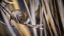 Four pairs of mice placed in a 'paradise' with unlimited food. Scientists watched in disbelief as it unraveled
