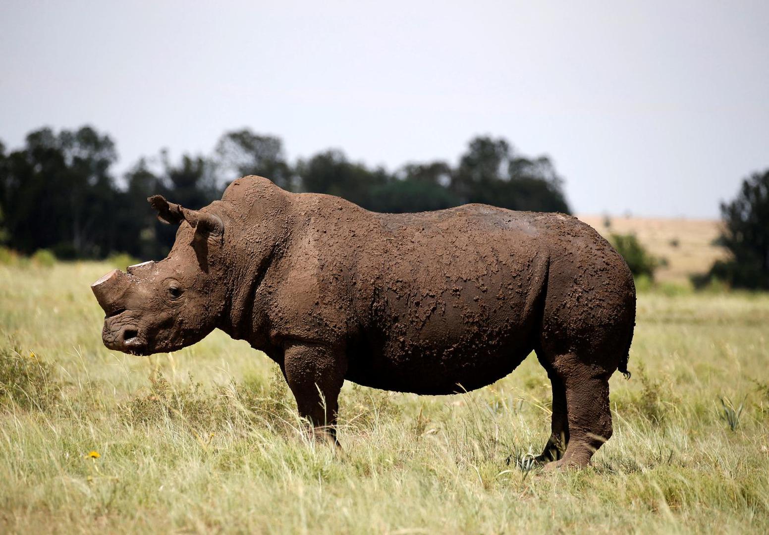 FILE PHOTO: A black rhino is seen after it was dehorned in an effort to deter the poaching of one of the world's endangered species, at a farm outside Klerksdorp, in the north west province, South Africa, February 24, 2016.REUTERS/Siphiwe Sibeko/File Photo Photo: SIPHIWE SIBEKO/REUTERS