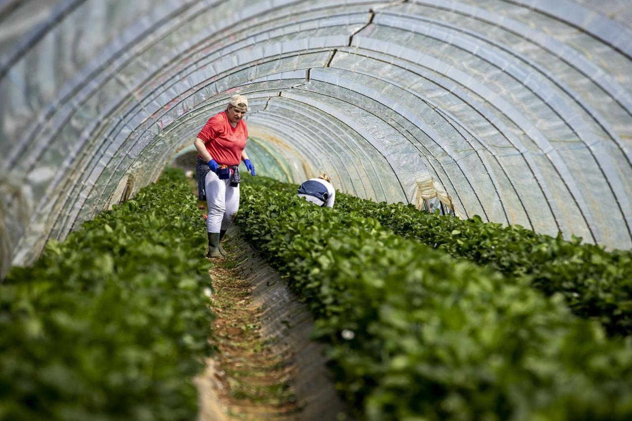 Vrgorac:  Počela sezona berbe jagoda na vrgoračkom području