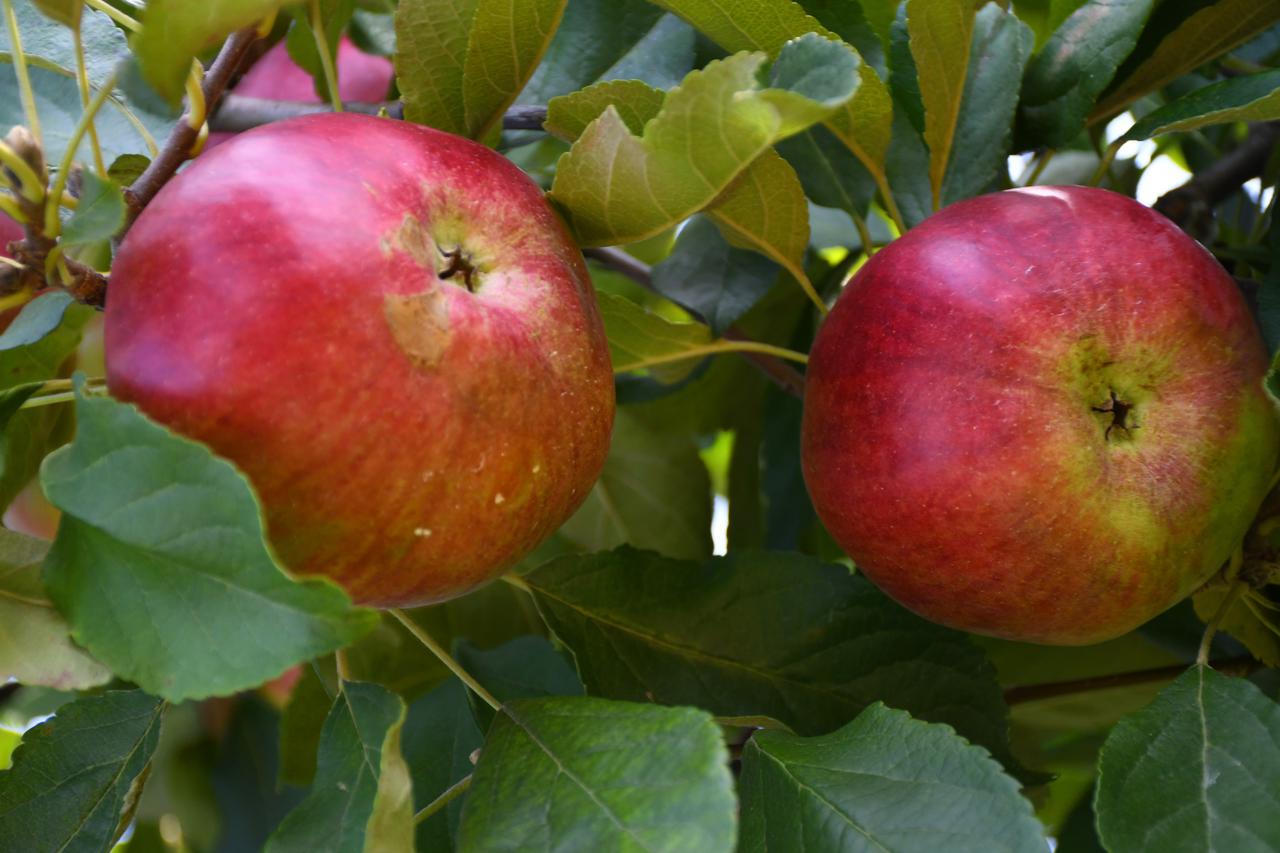 Počela berba jabuka, ali proizvođači nezadovoljni zbog ranijih šteta od tuče