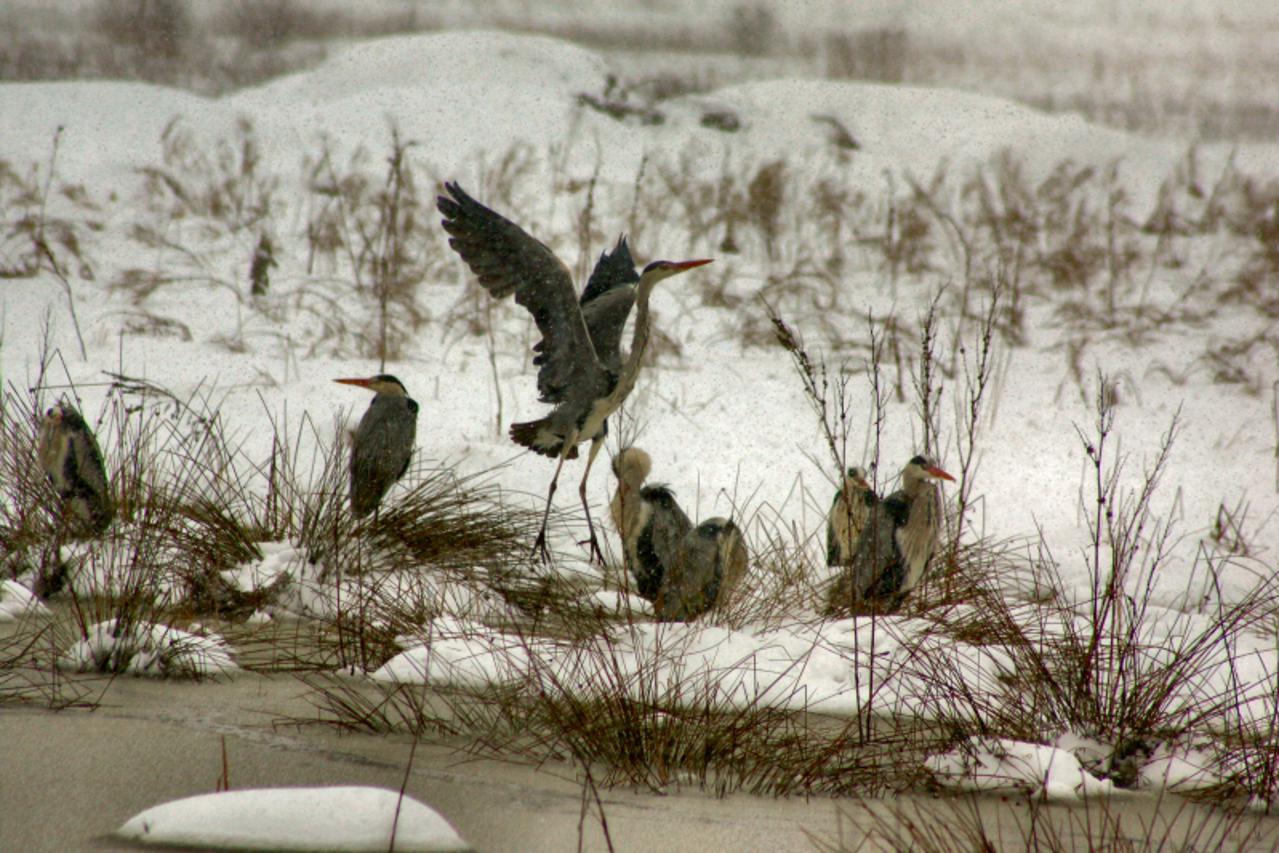 'caplje_alb_zag_100310'